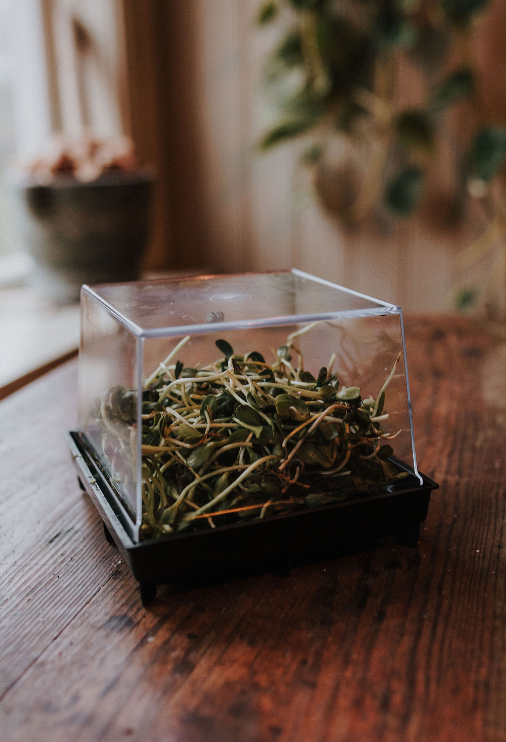 Groddbox - odla egna groddar