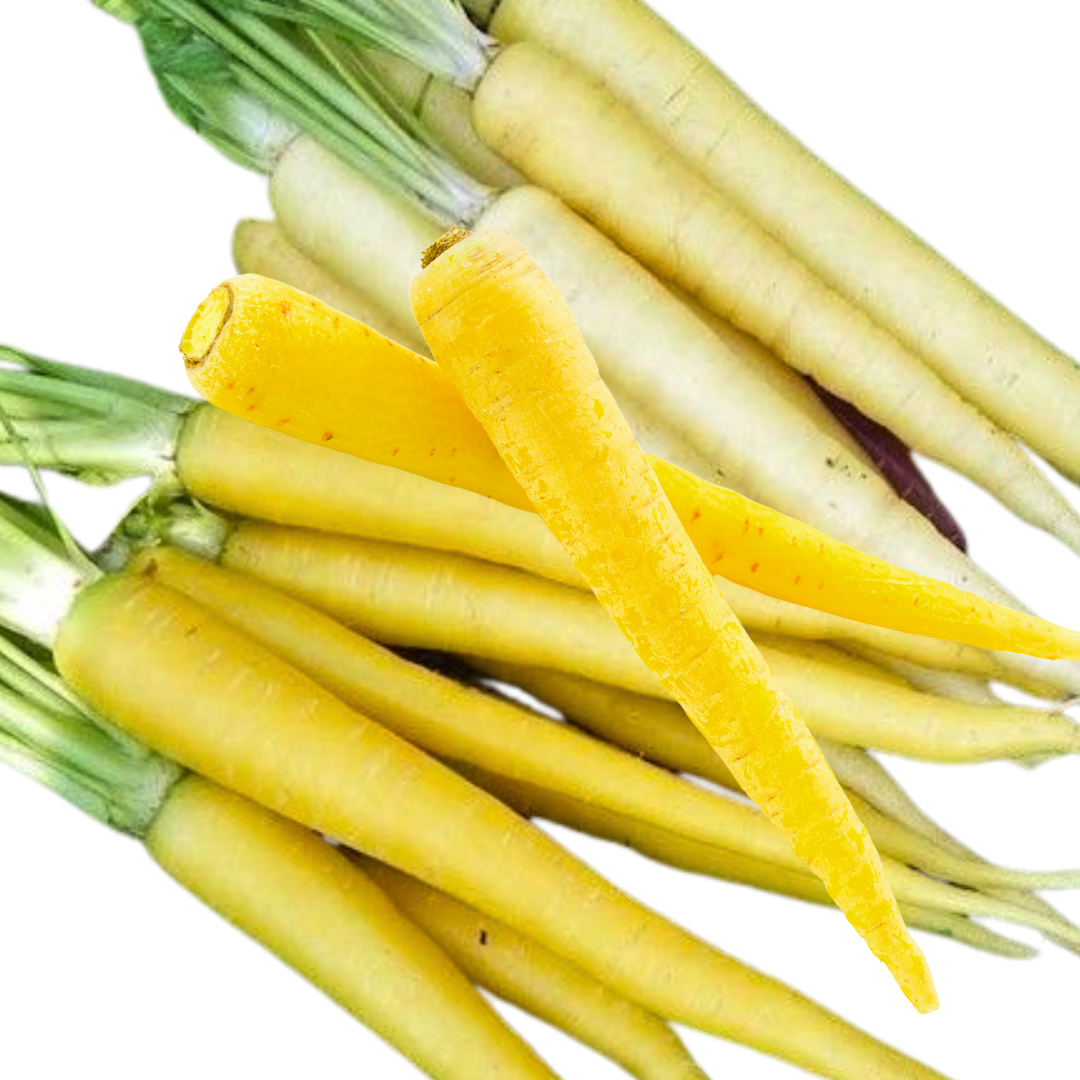 Morot F1 - Yellowstone