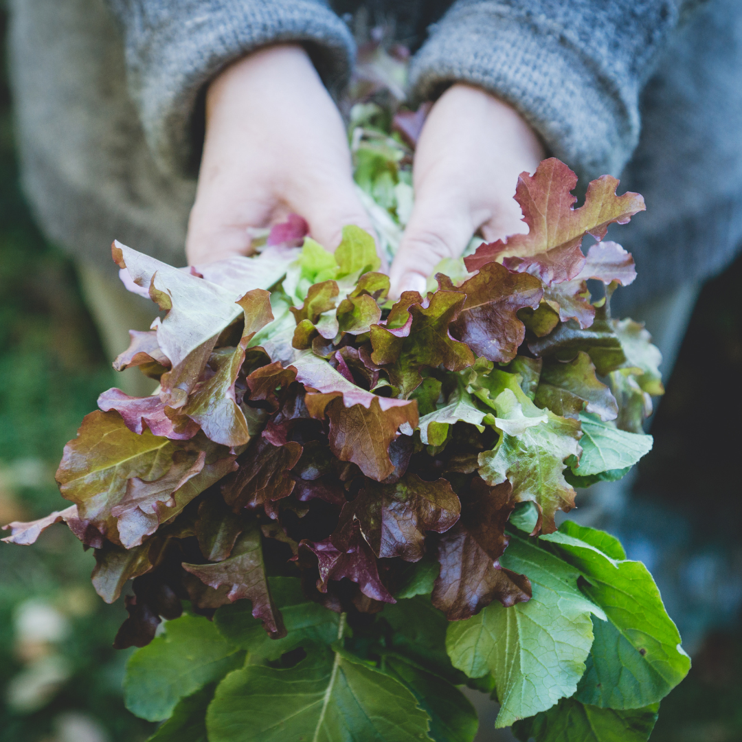 Sallat - Fransk Salladsmix