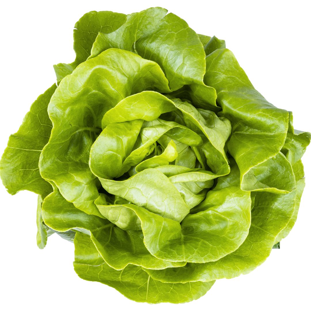 Huvudsallat - Hilde 2