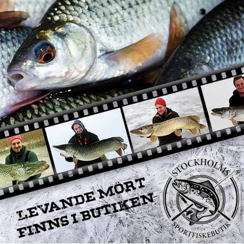 Levande mört/betesfisk till ismete och predatormete finns i butiken under vinterhalvåret. Ring för lagerstatus
