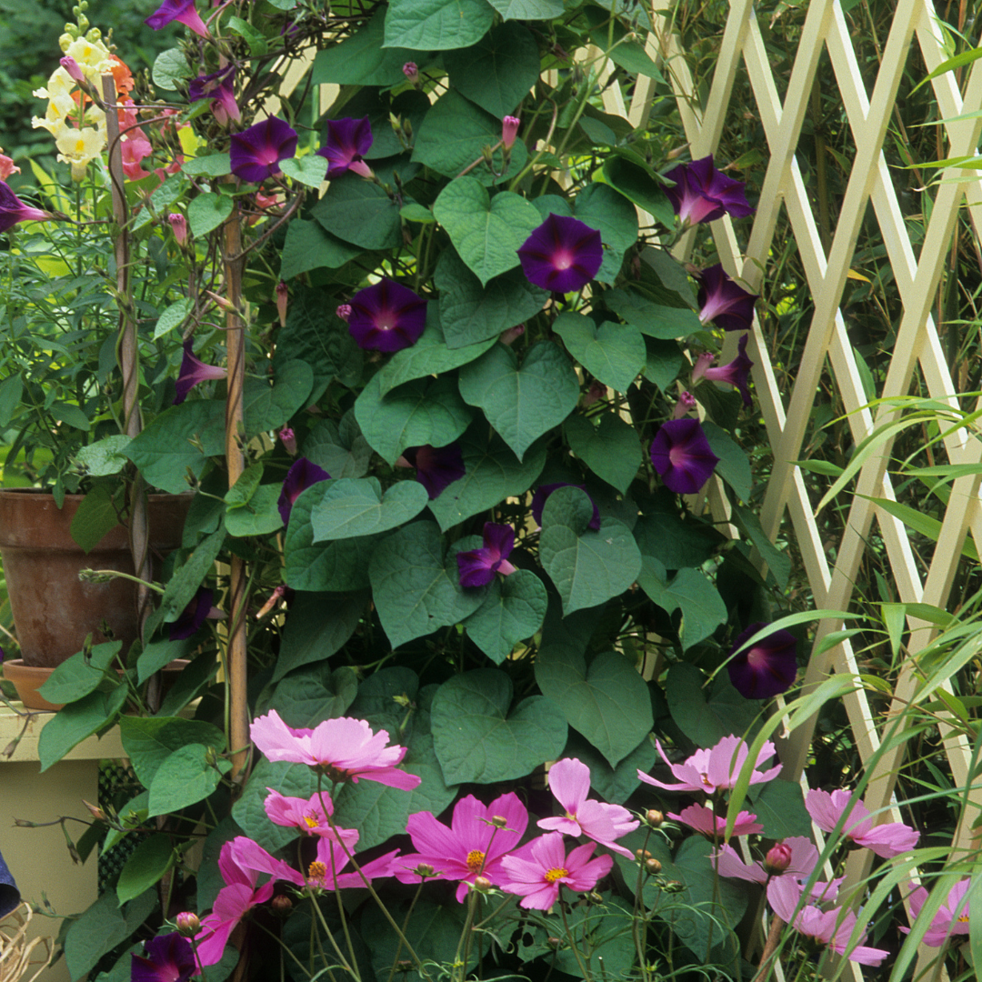 Blomstermix - Klätterväxter