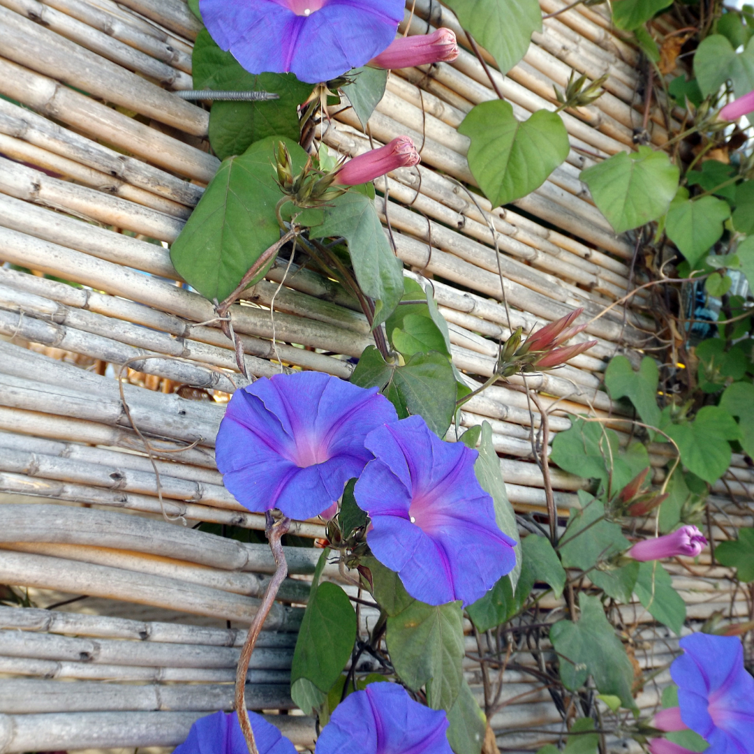 Blomstermix - Klätterväxter - 3