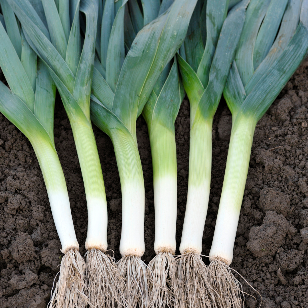 Purjolök - Zwitserse Reuzen