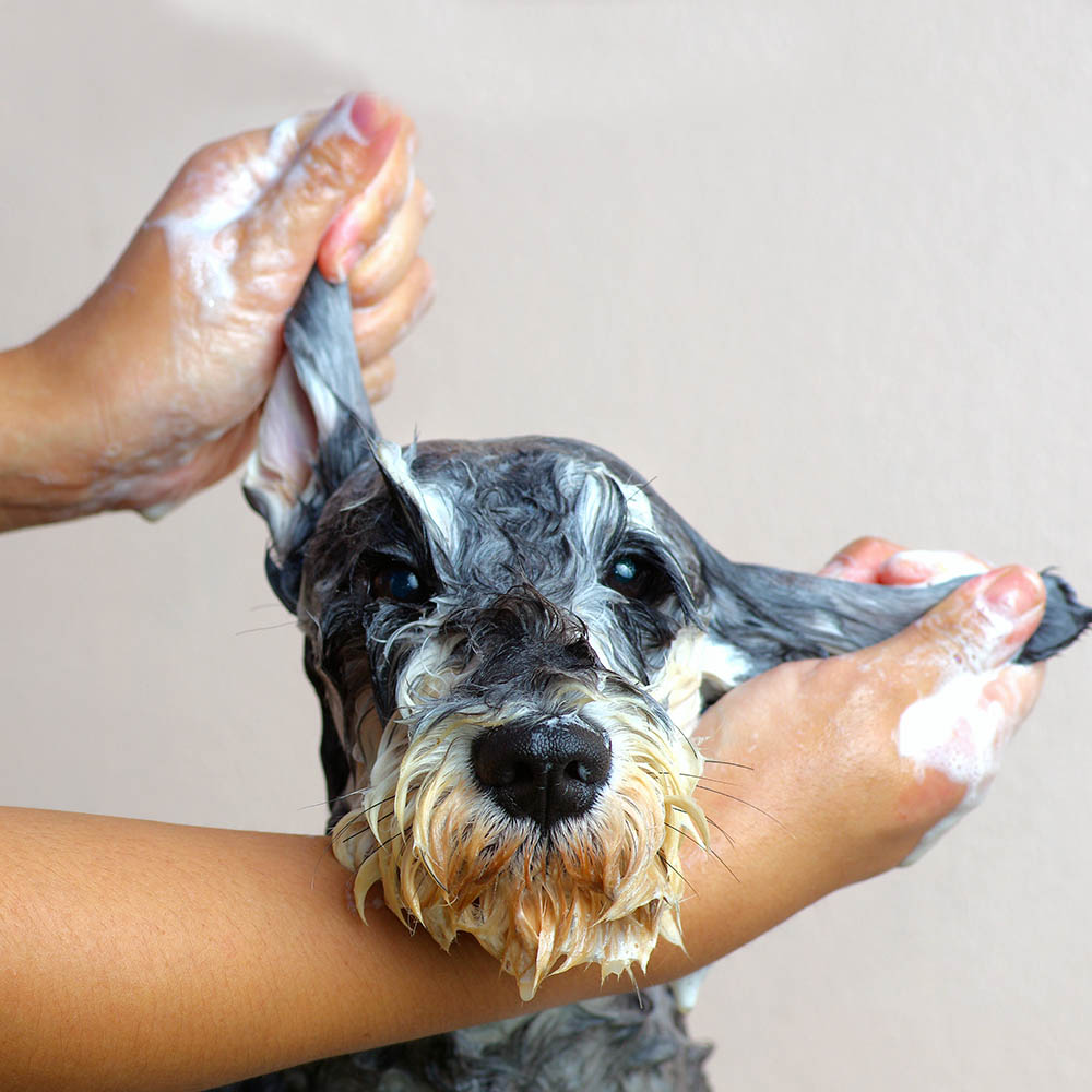 Vetocanis dog schampoo - 2