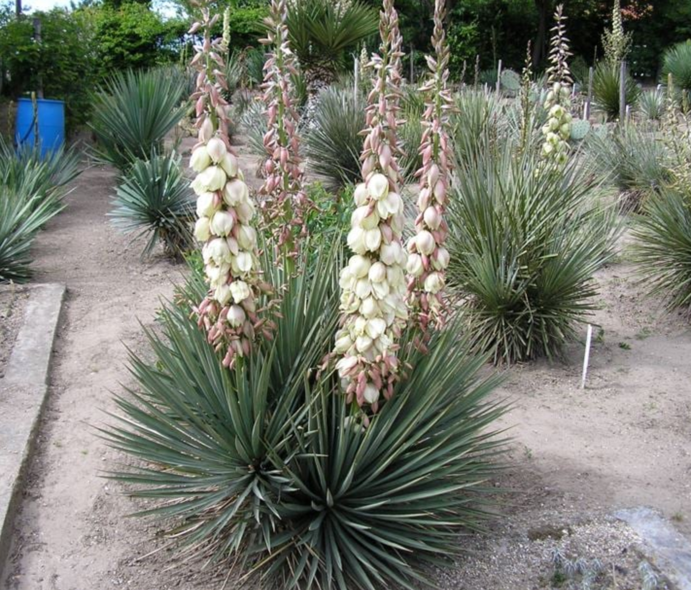 Yucca neomexicana JRT 251 (Cimarron Co, OK) - 2