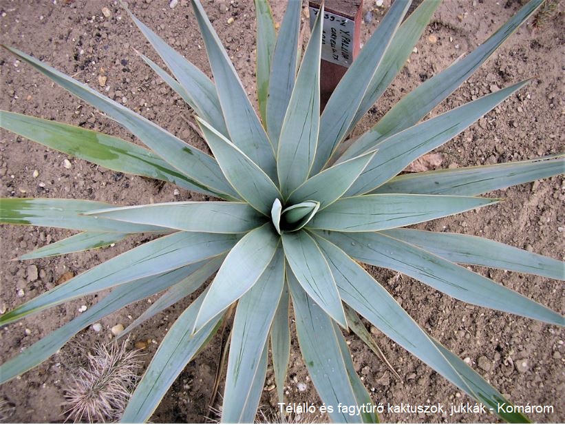 Yucca pallida (Coryell Co, TX)