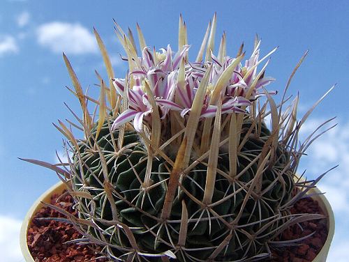 Stenocactus erectrocentrus SB 1041 (Matehuala)