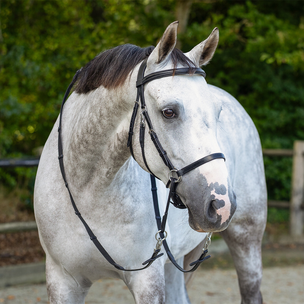Bitless Bridle + Sidepull (3-i-1) QHP Ceto, inkl. tyglar, svart - 9