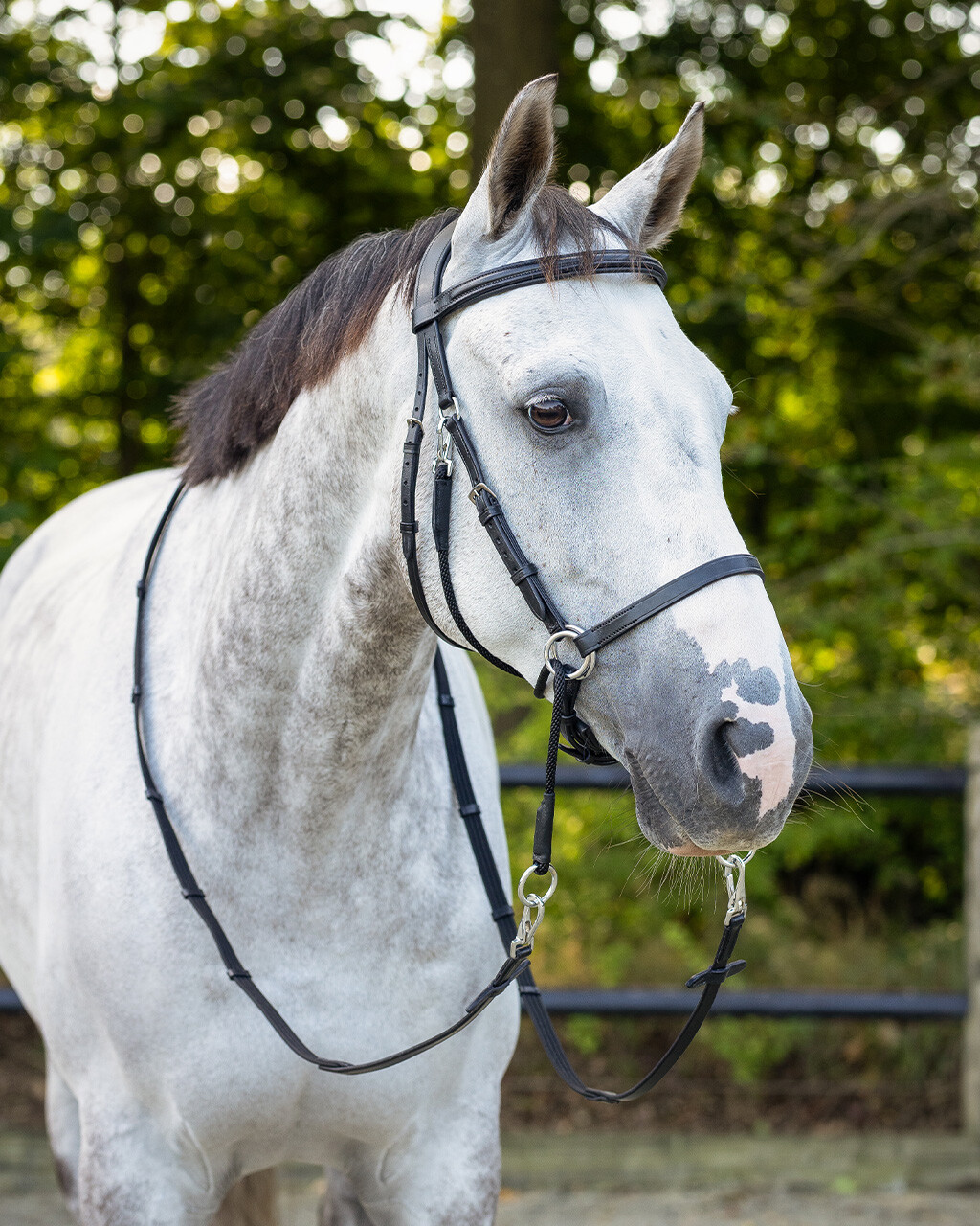 Bitless Bridle + Sidepull (3-i-1) QHP Ceto, inkl. tyglar, svart - 10