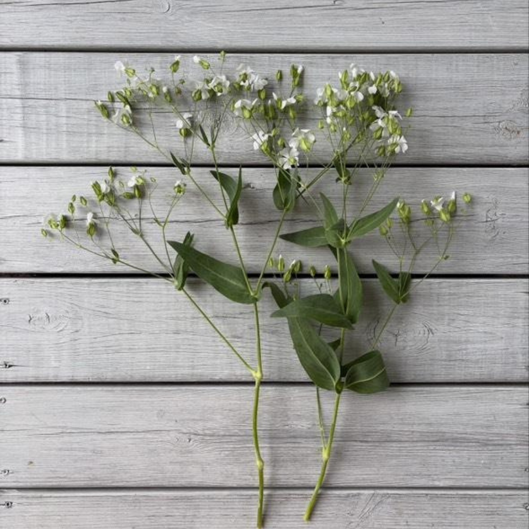 REA! Såpnejlika - White Beauty