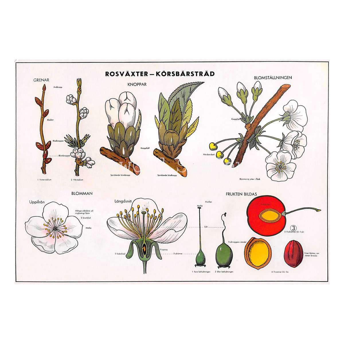 SKOLPLANSCH - ROSVÄXTER - KÖRSBÄRSTRÄD - Vykort A5 - 4