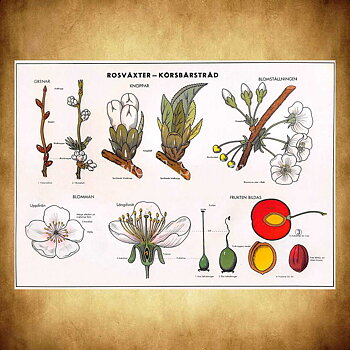 SKOLPLANSCH - ROSVÄXTER - KÖRSBÄRSTRÄD - Vykort A5