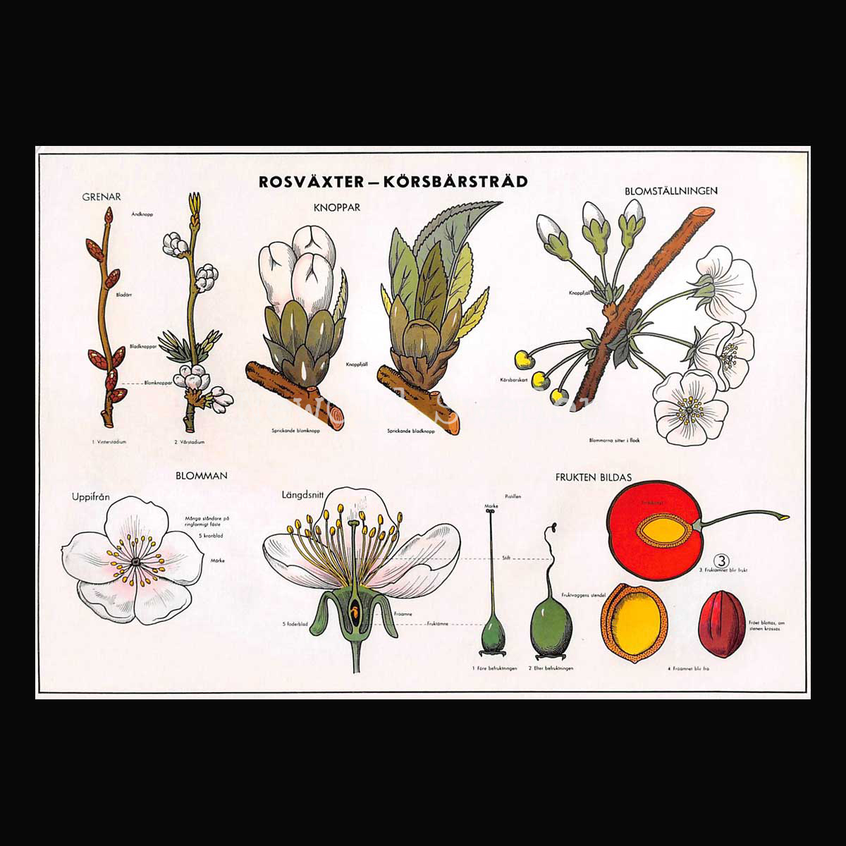 SKOLPLANSCH - ROSVÄXTER - KÖRSBÄRSTRÄD - Vykort A5