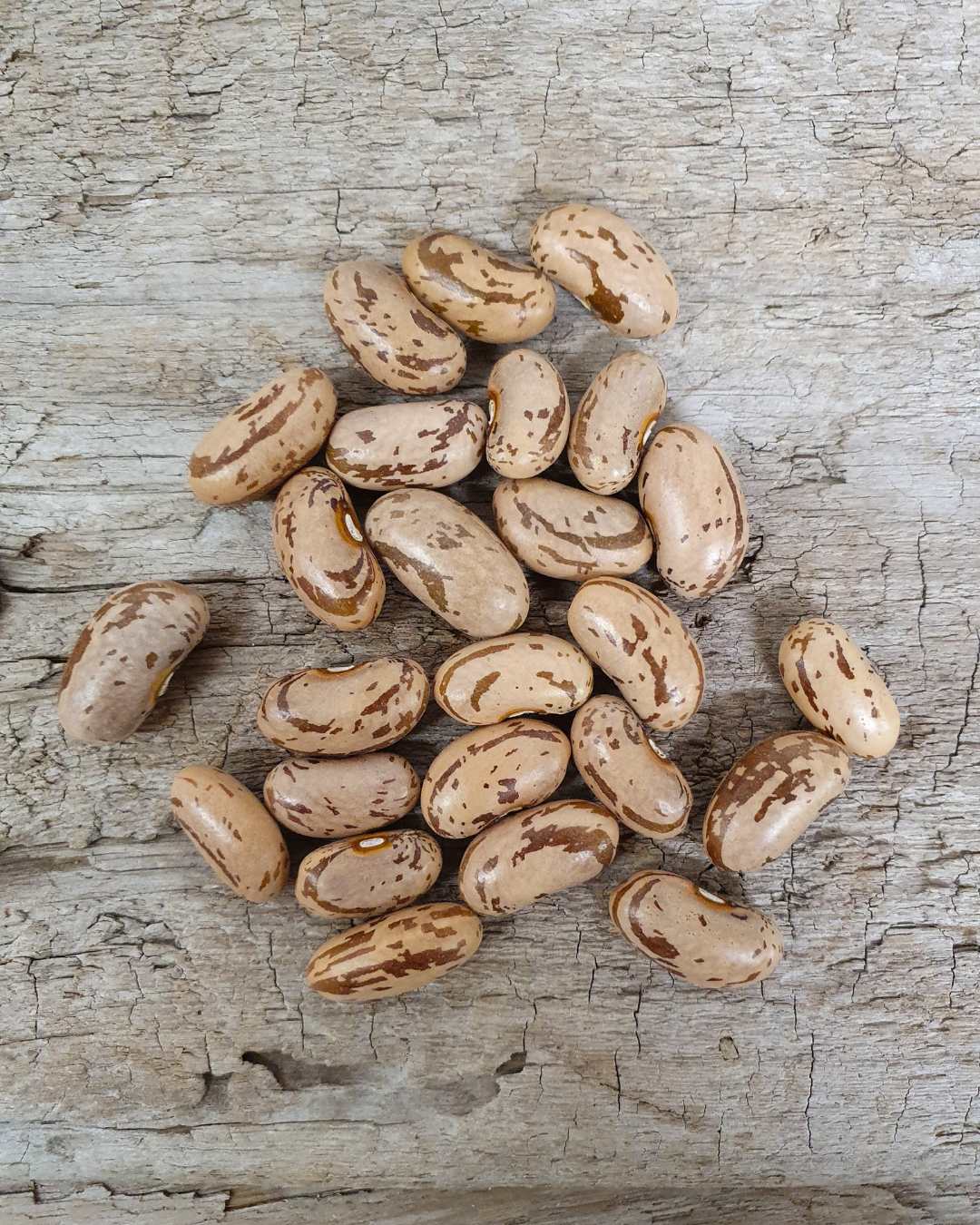 Kokböna - Båstad - Kulturarv