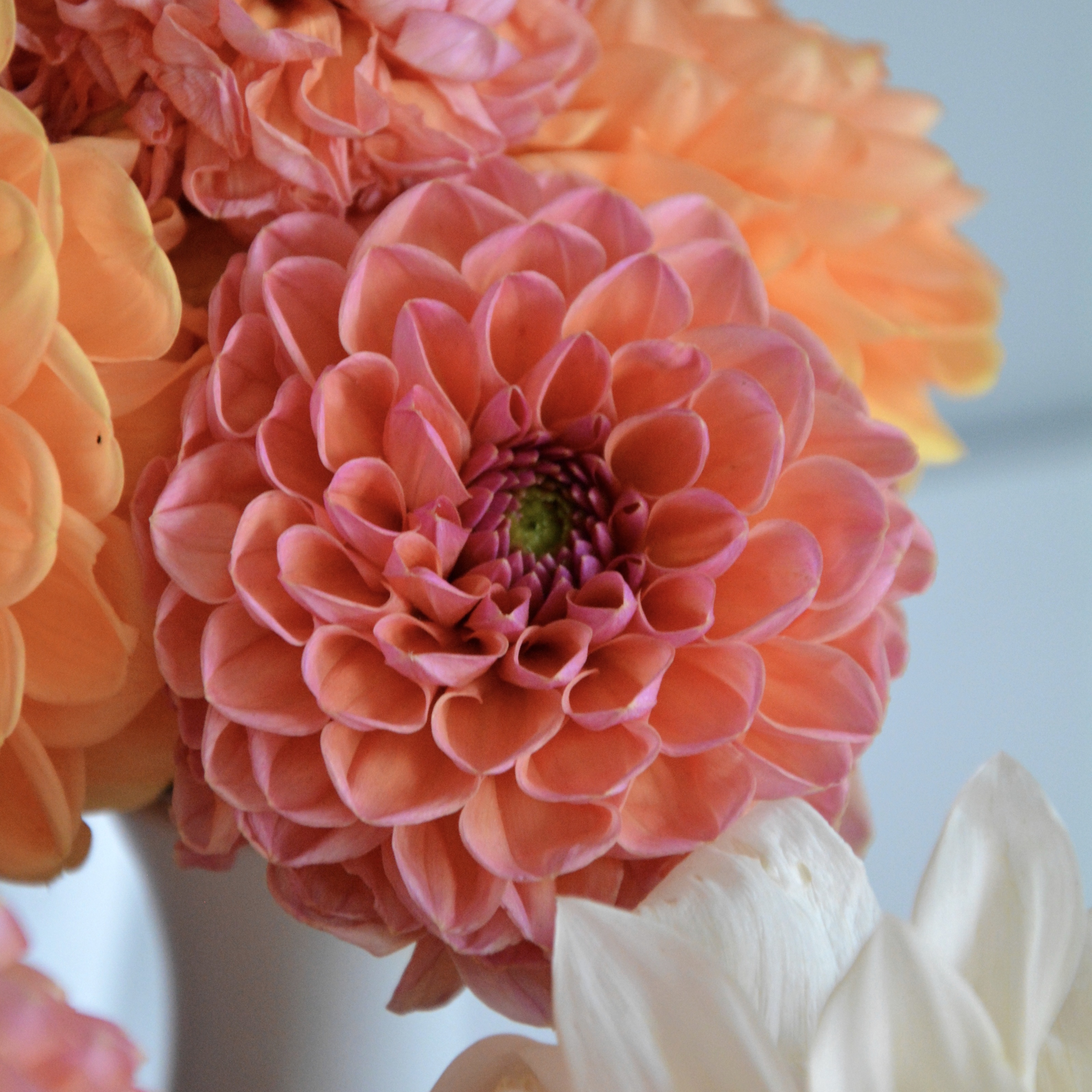 Dahlia Daisy Duke - 3