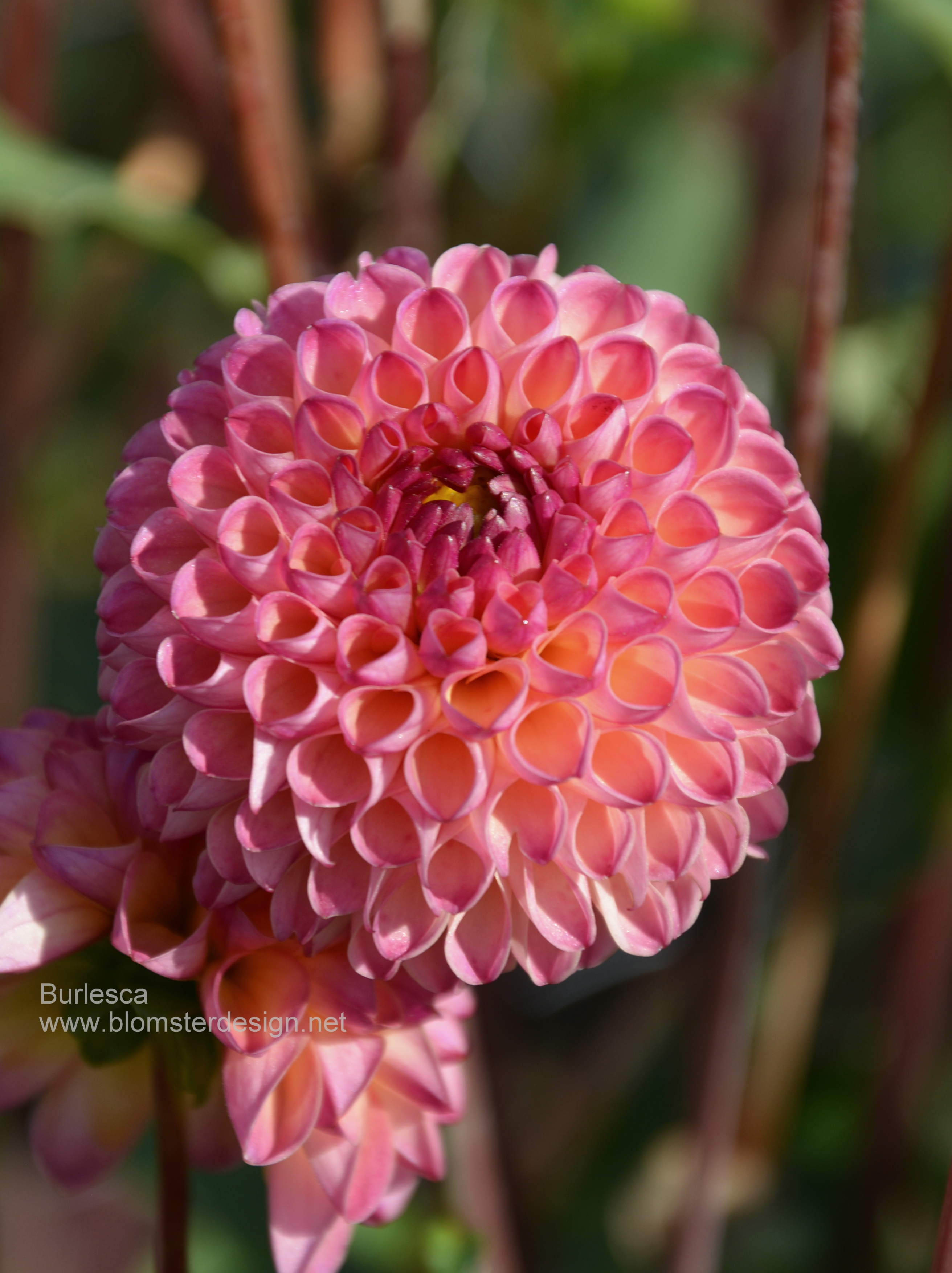 Dahlia Burlesca - 3