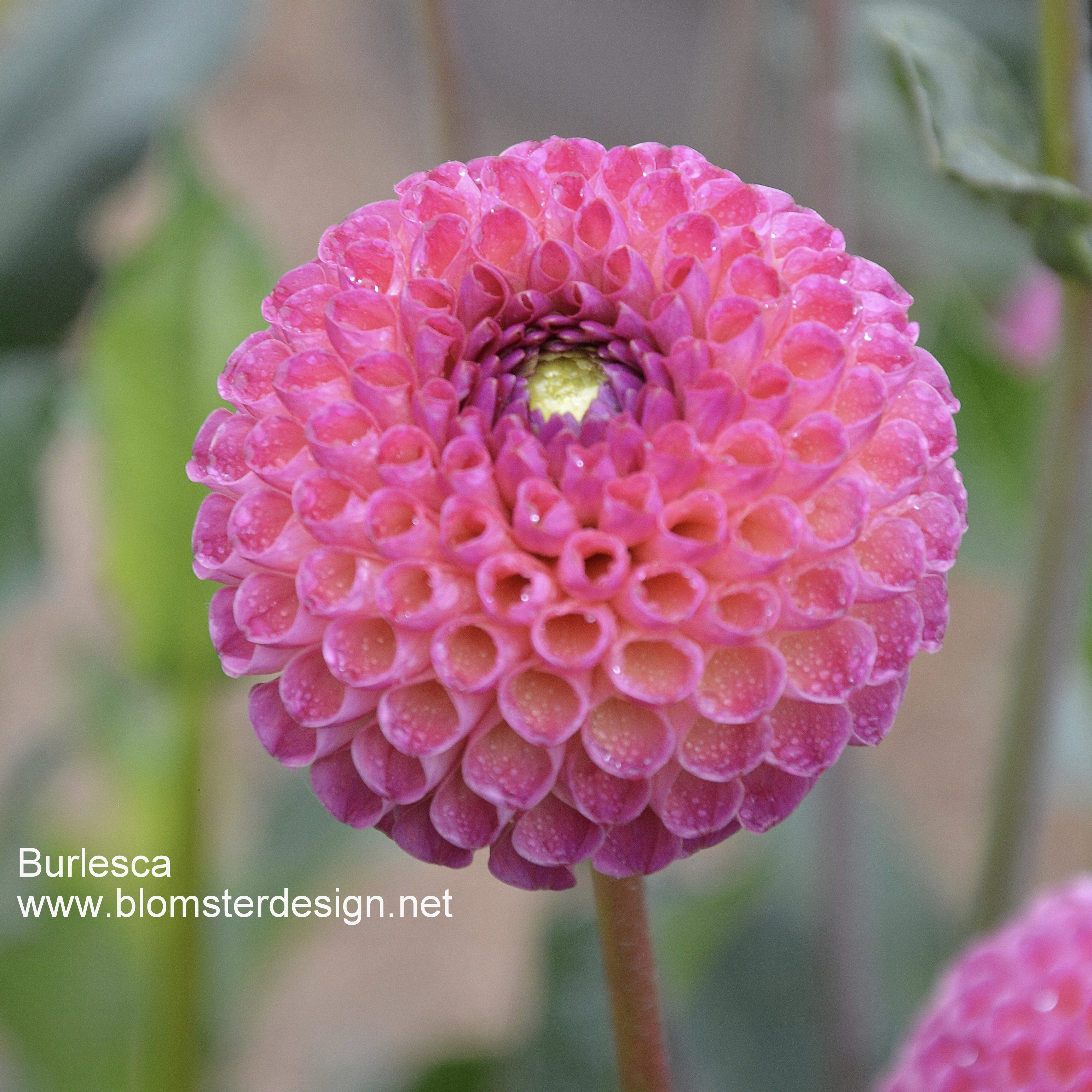 Dahlia Burlesca - 4