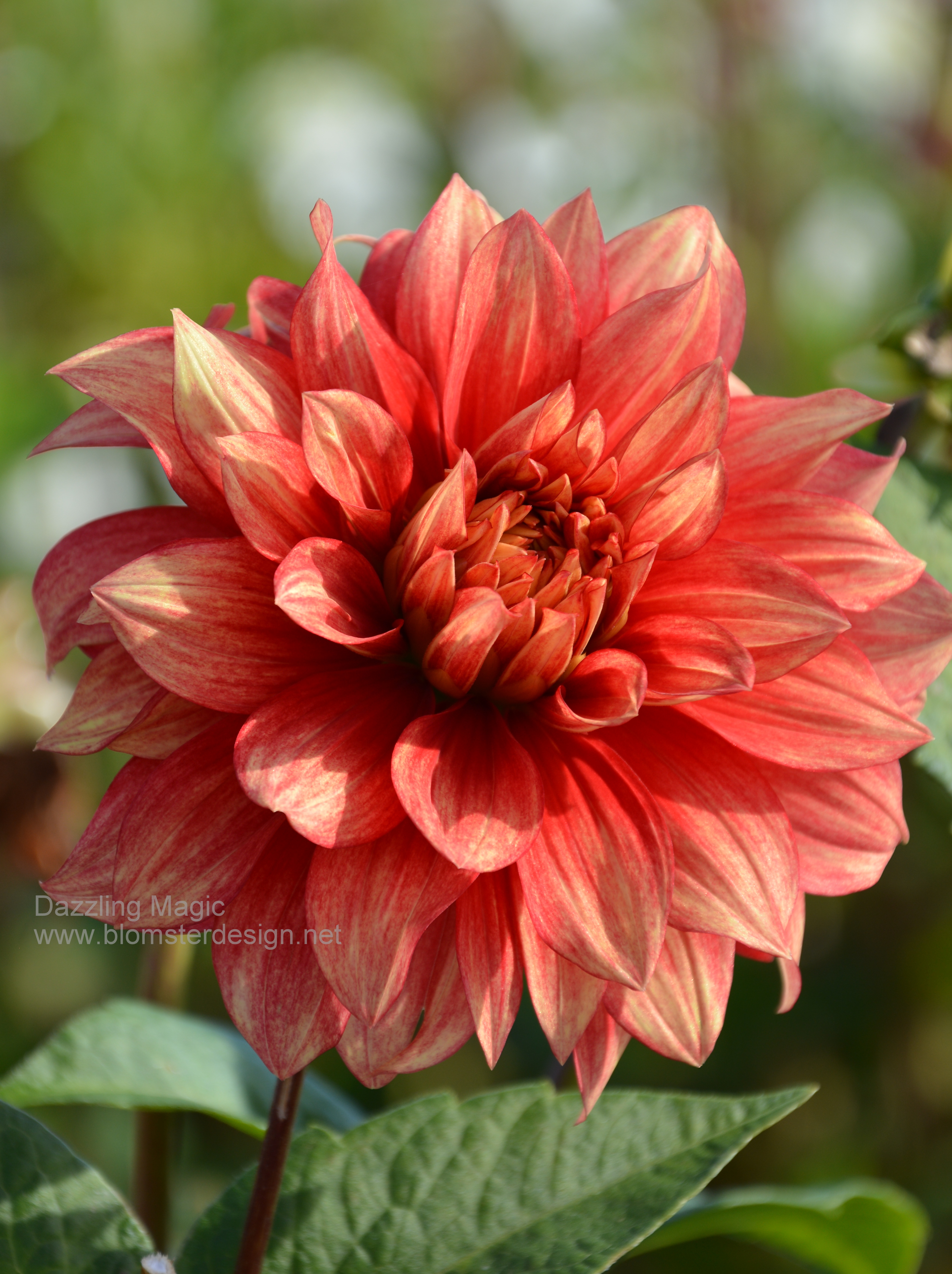 Dahlia Dazzling Magic
