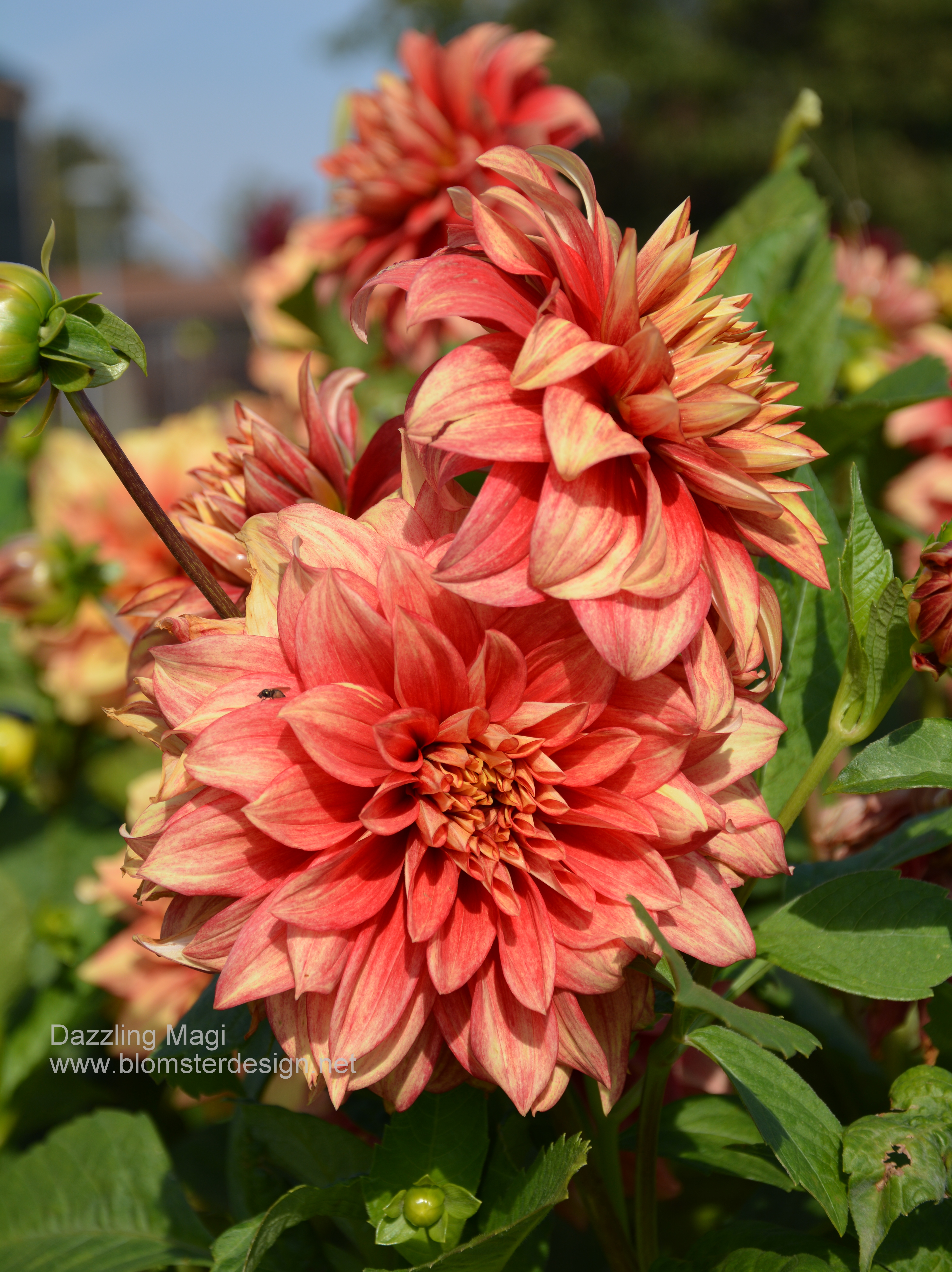 Dahlia Dazzling Magic - 4