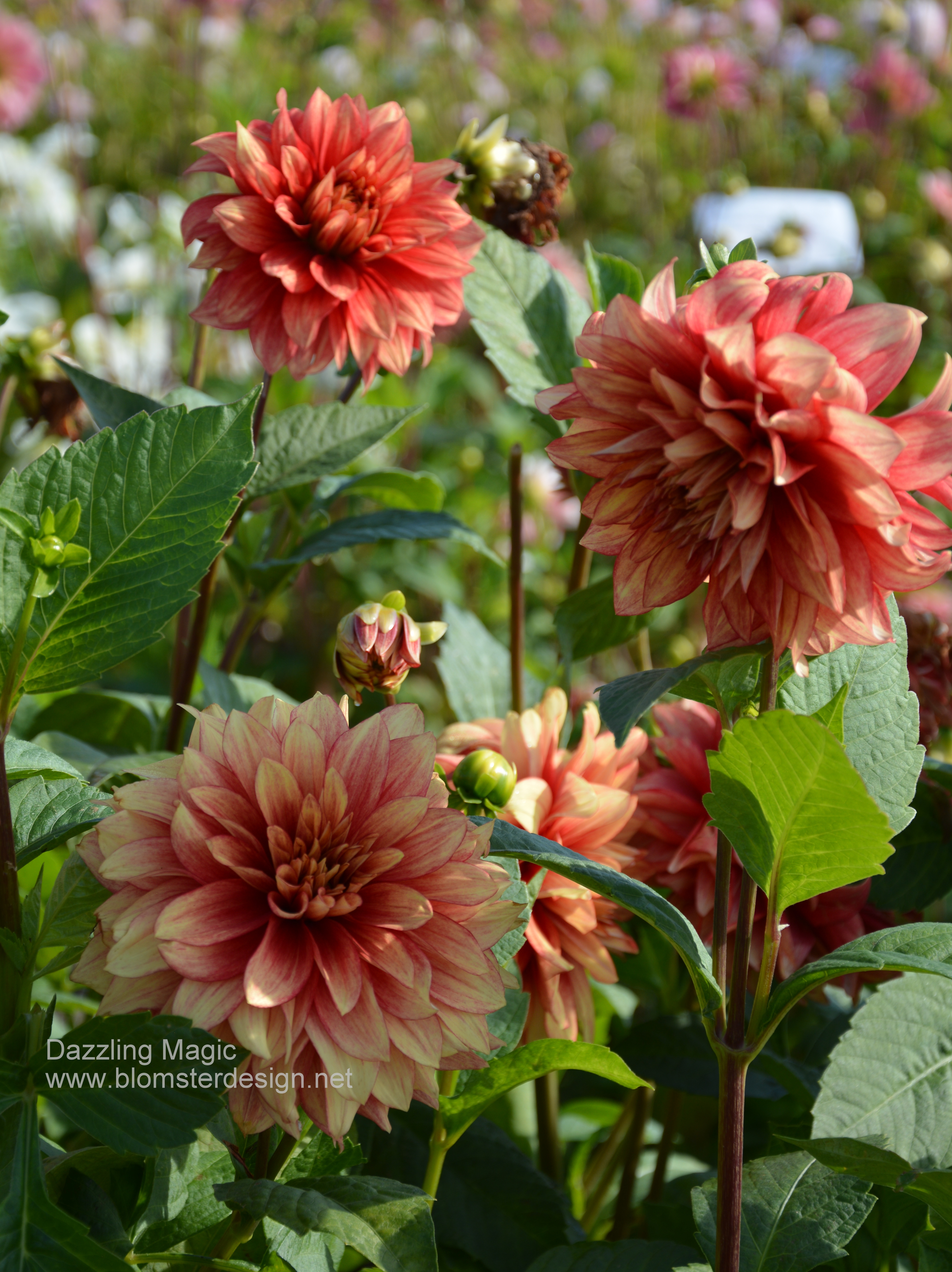 Dahlia Dazzling Magic - 3