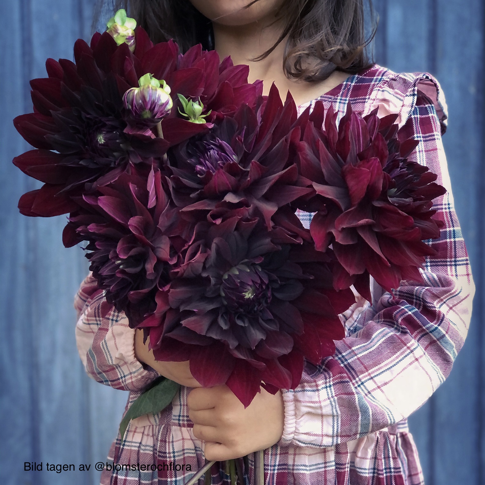 Dahlia Rip City 