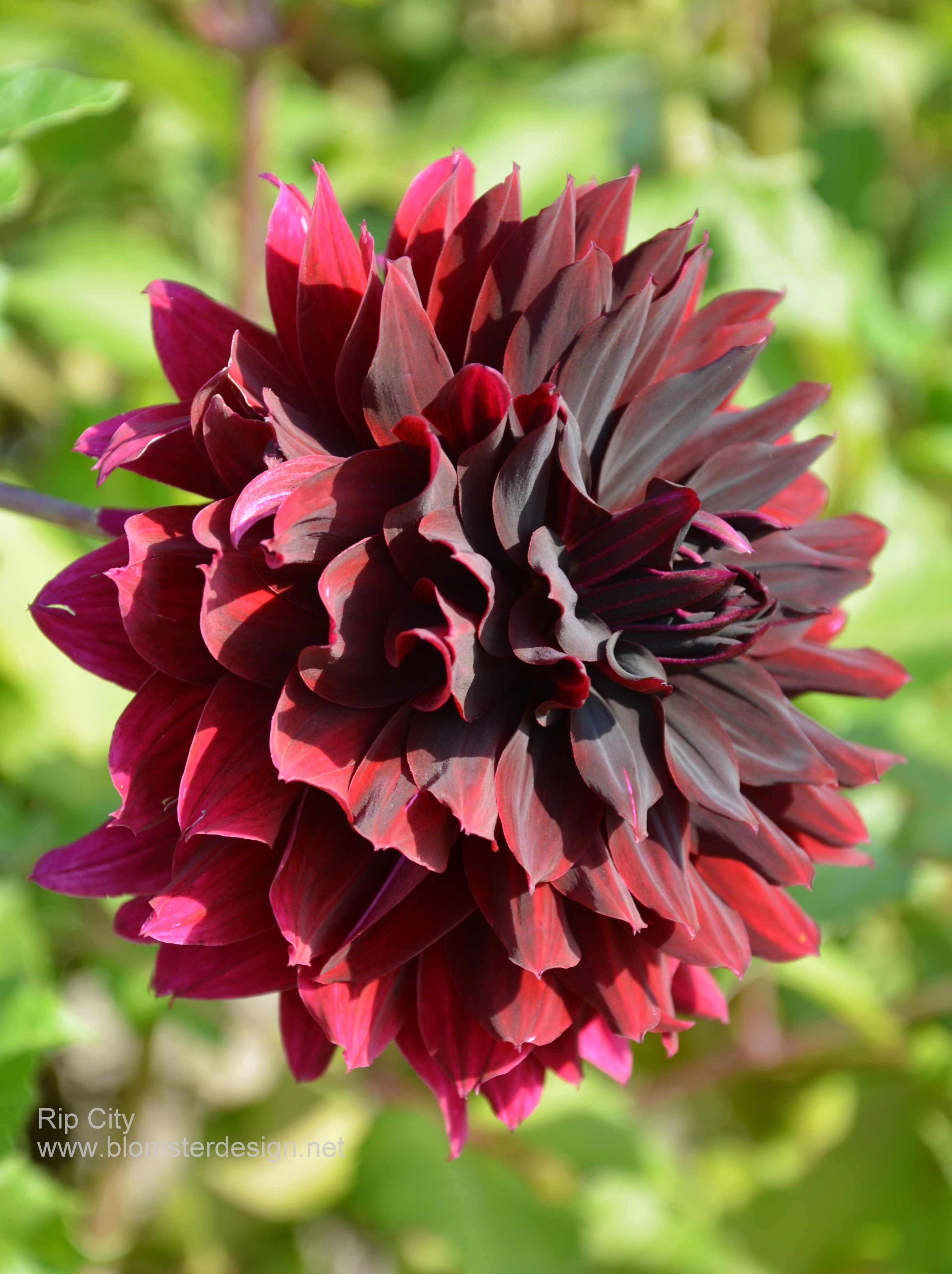Dahlia Rip City 