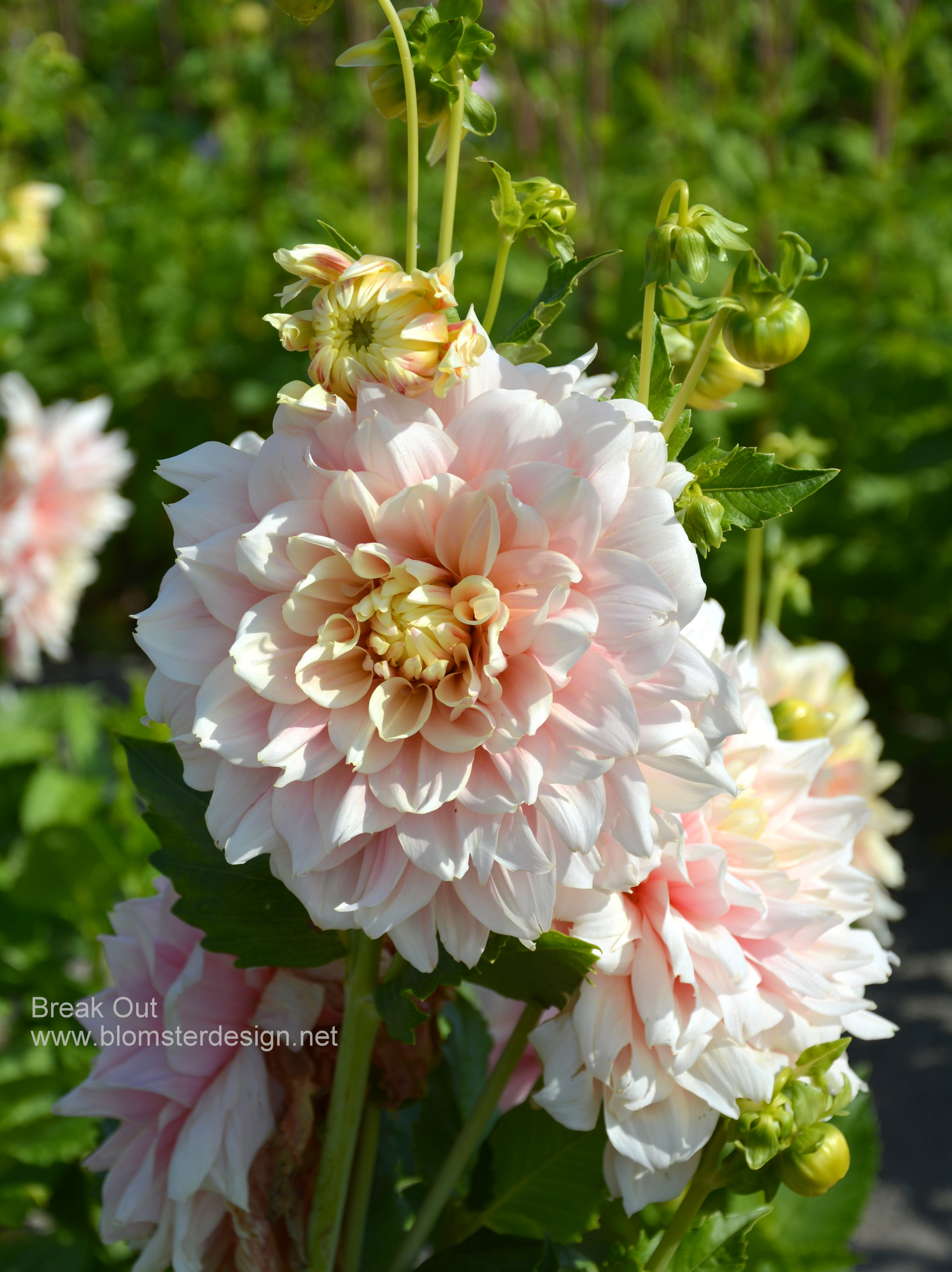 Dahlia Break Out - 3