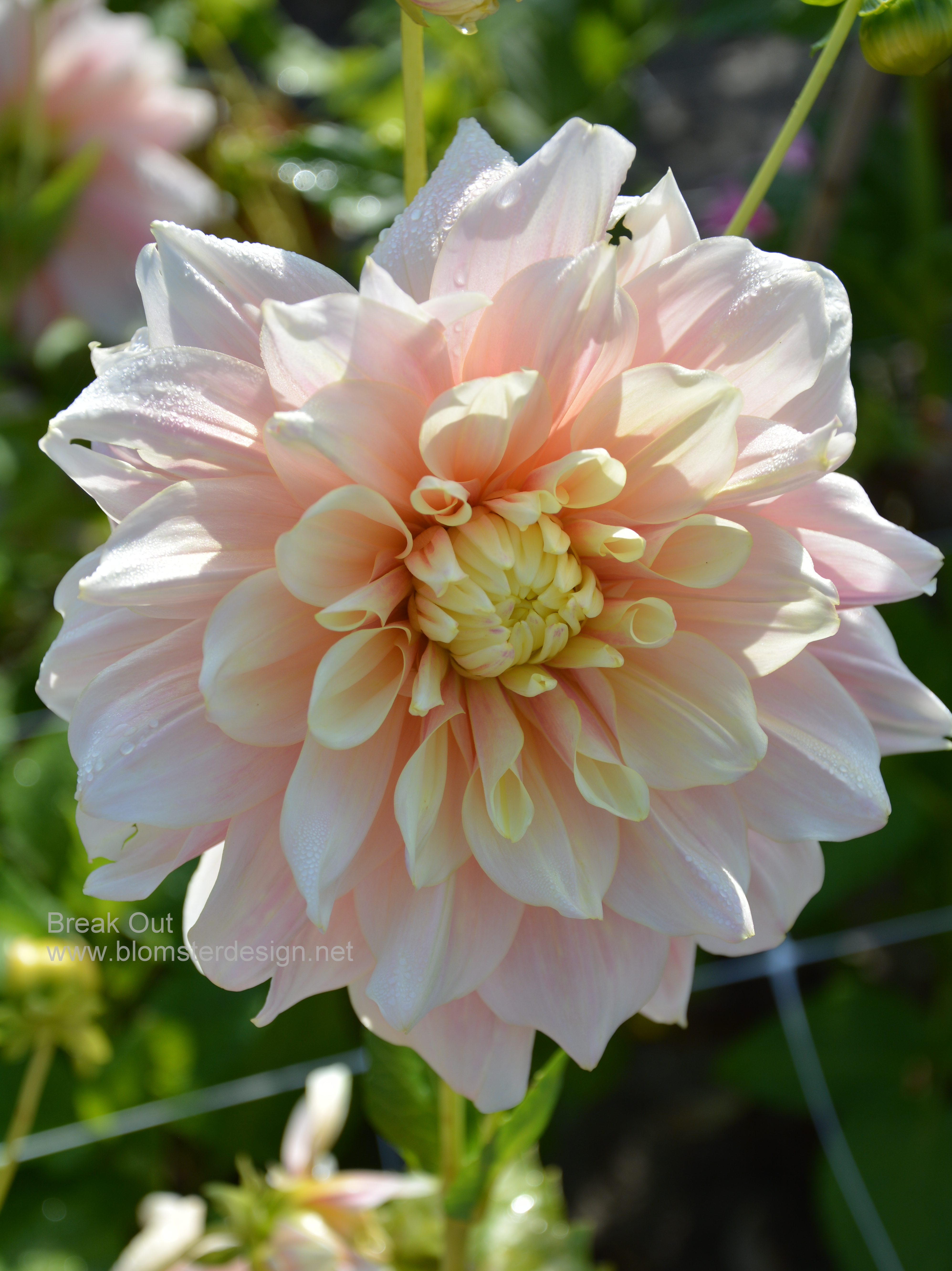 Dahlia Break Out
