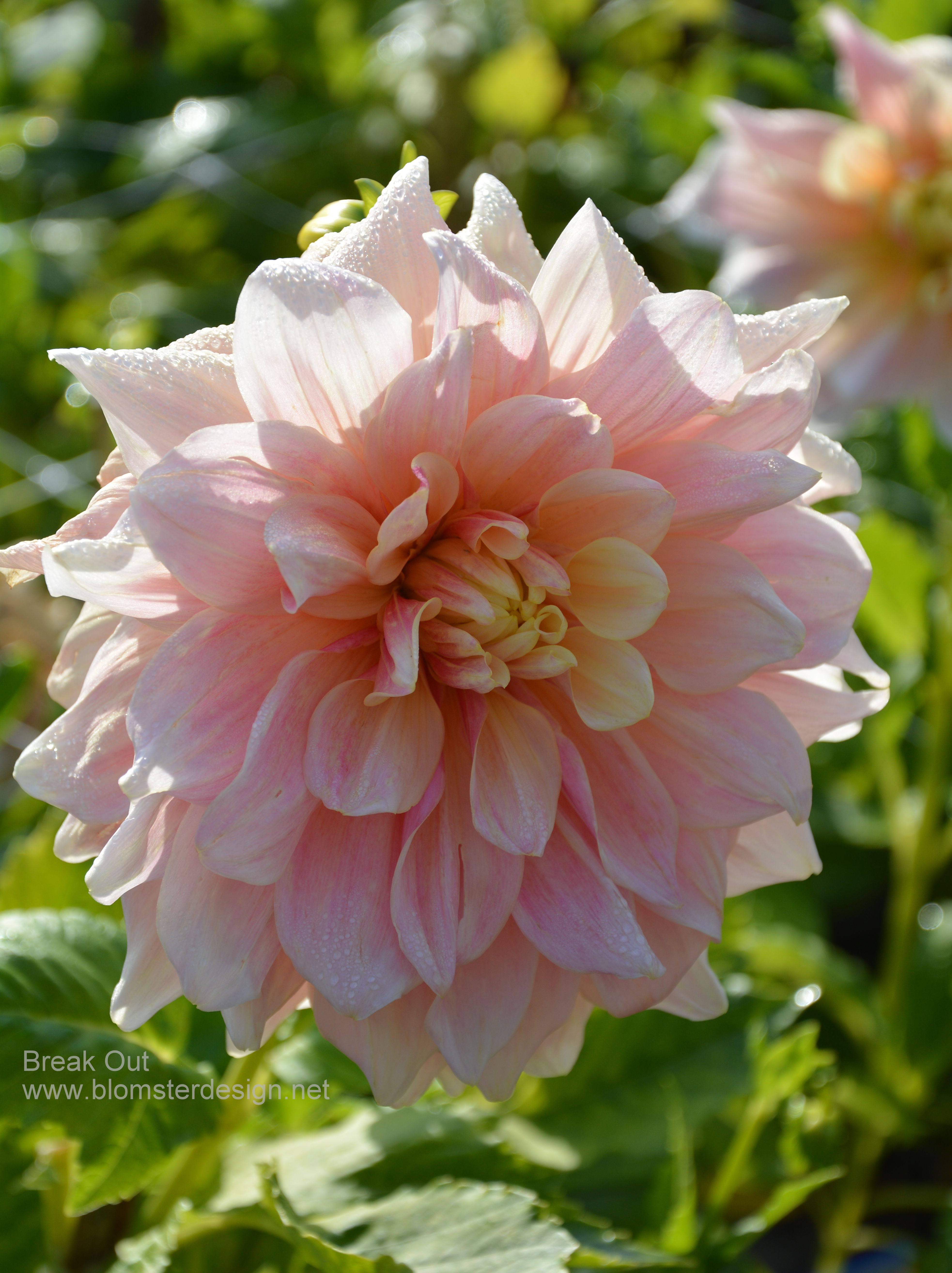 Dahlia Break Out - 5