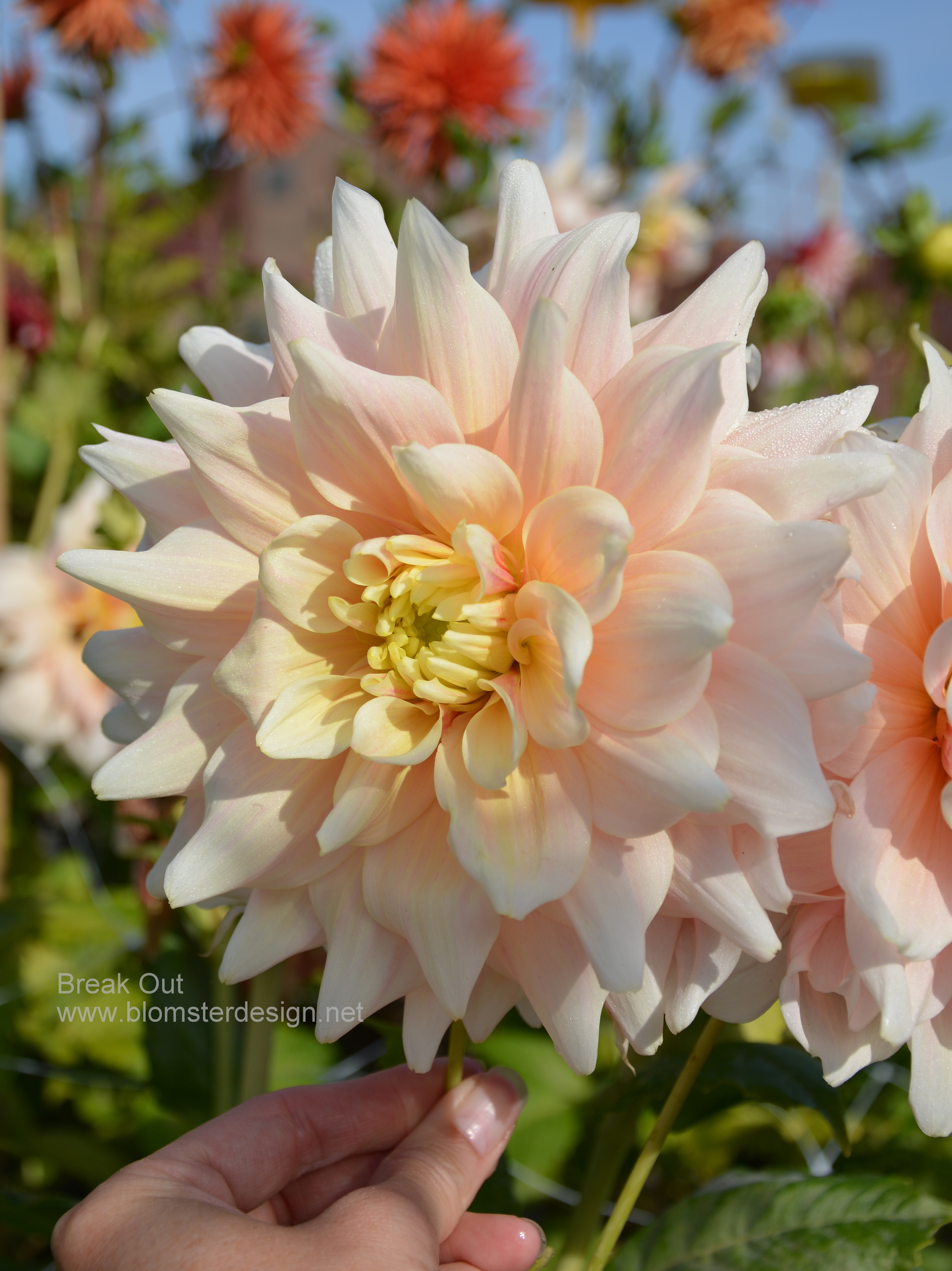 Dahlia Break Out - 4