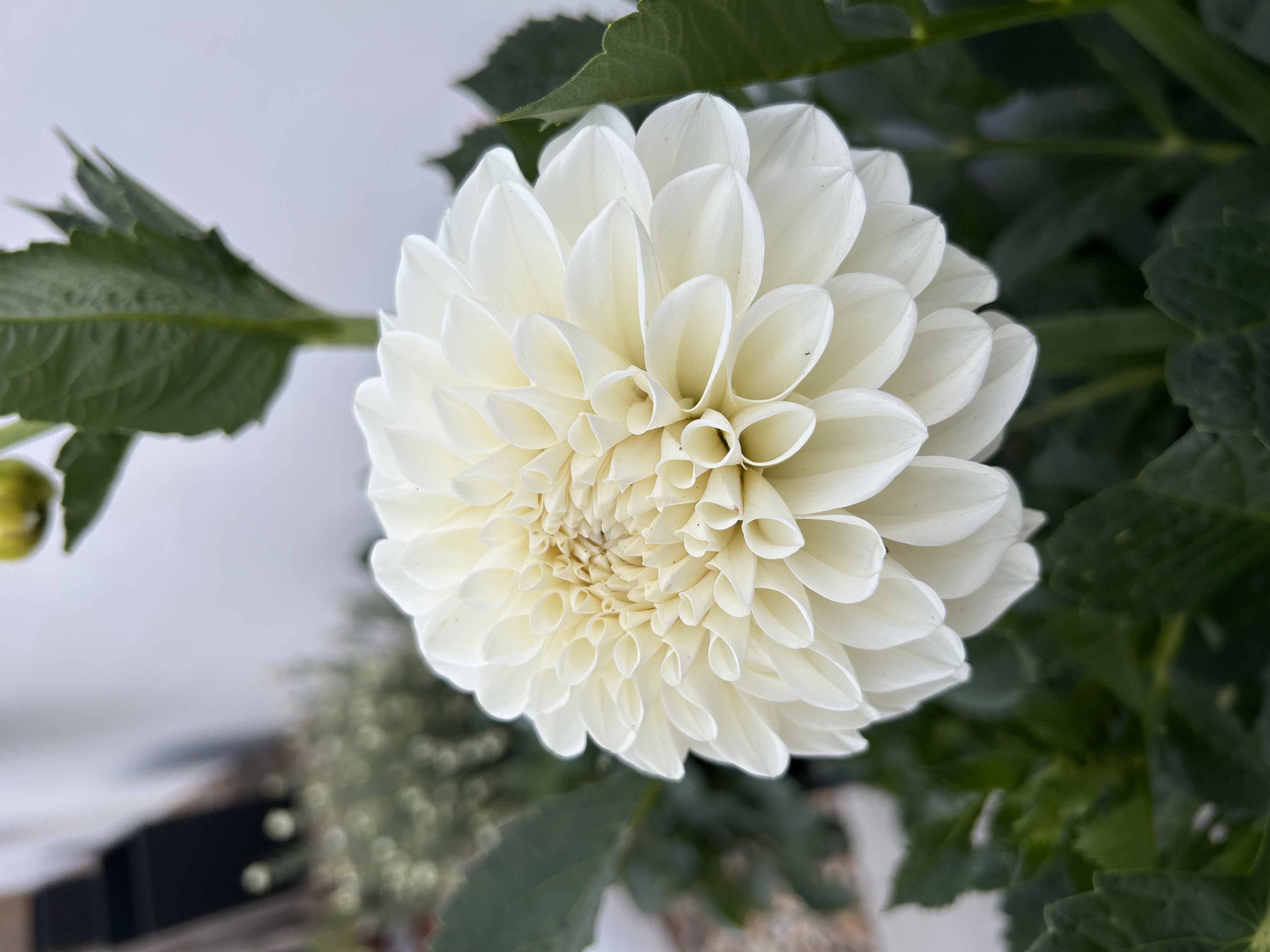 Dahlia Boom Boom White