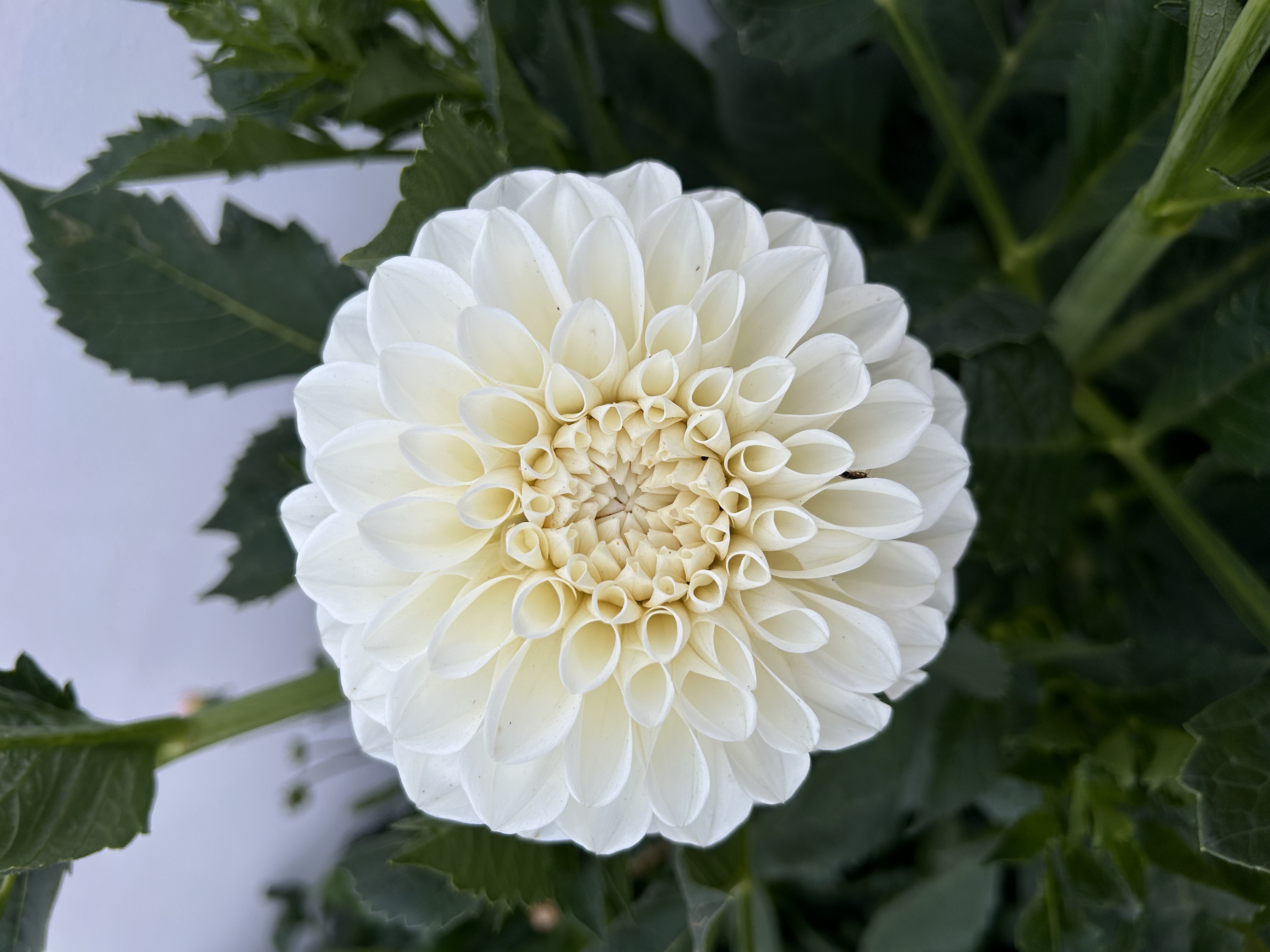 Dahlia Boom Boom White