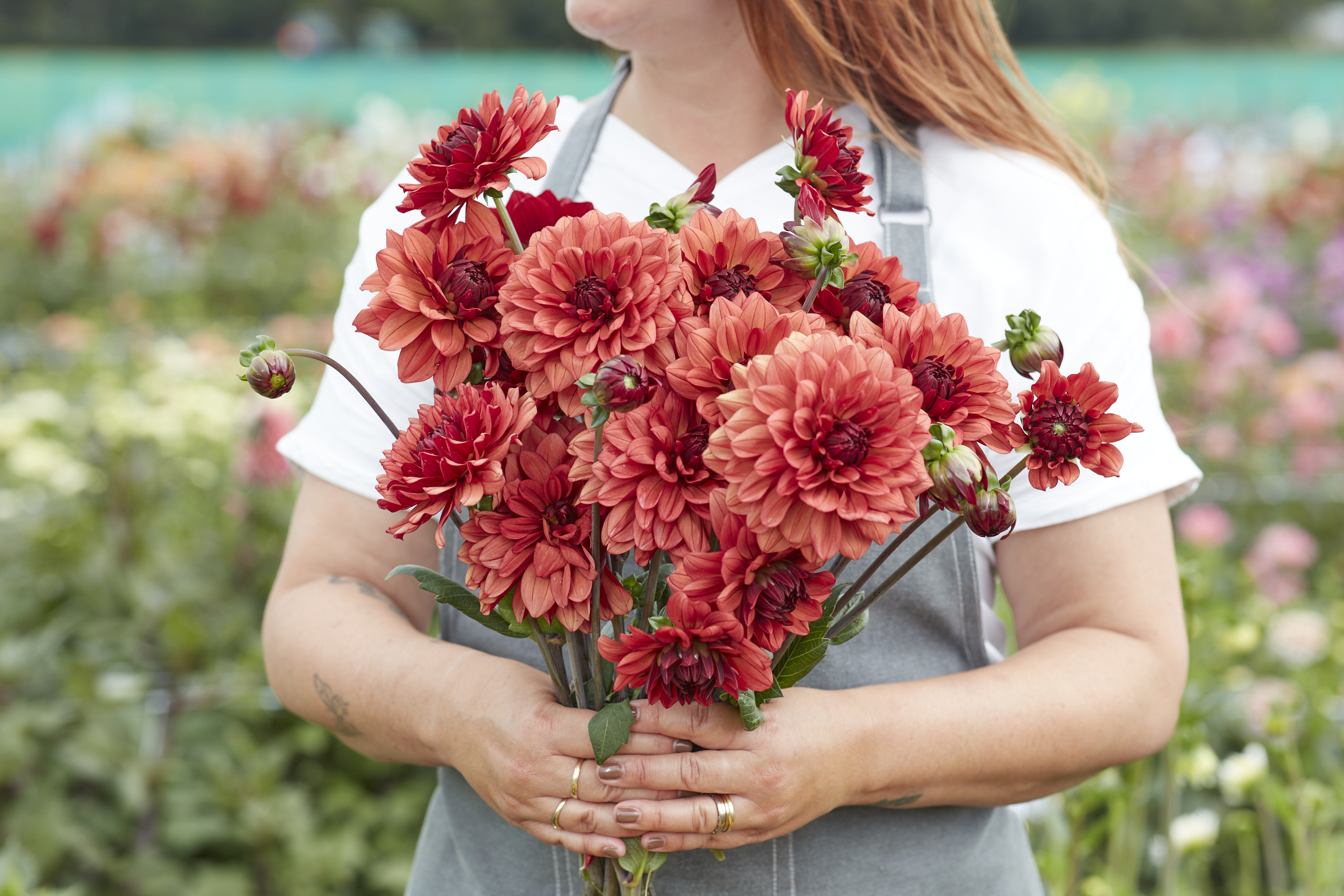 Dahlia Missis Miley