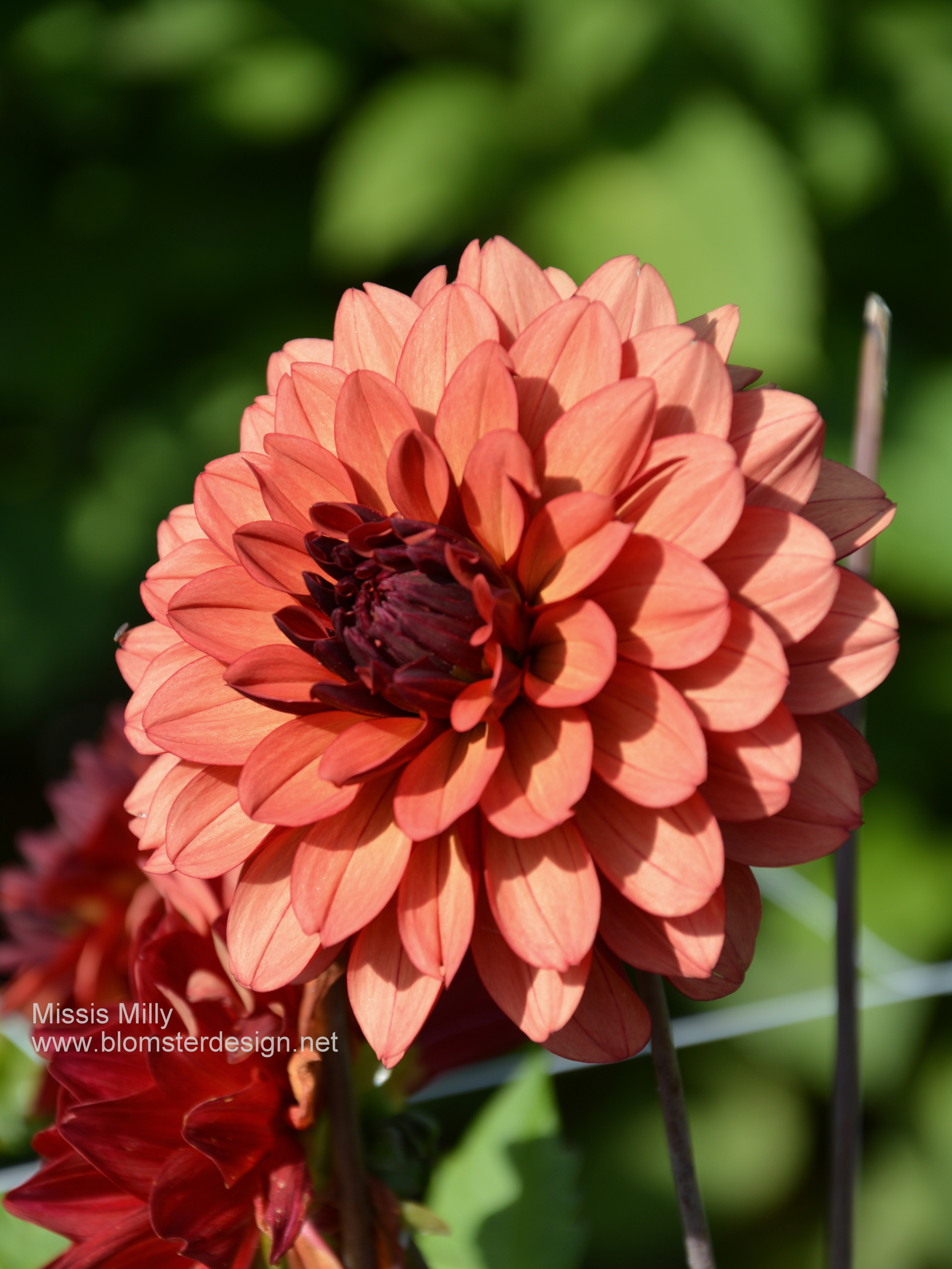 Dahlia Missis Miley - 3