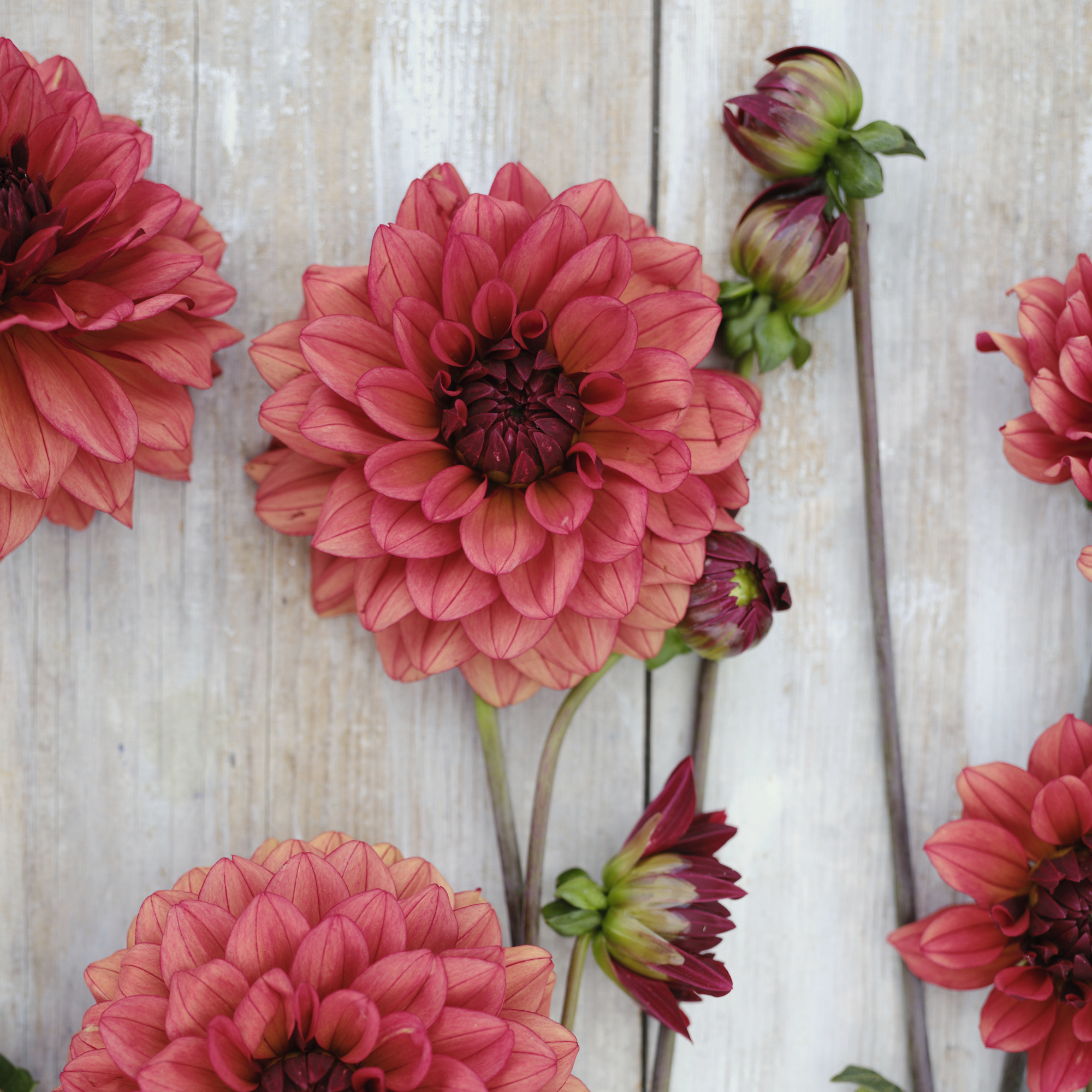 Dahlia Missis Miley - 5