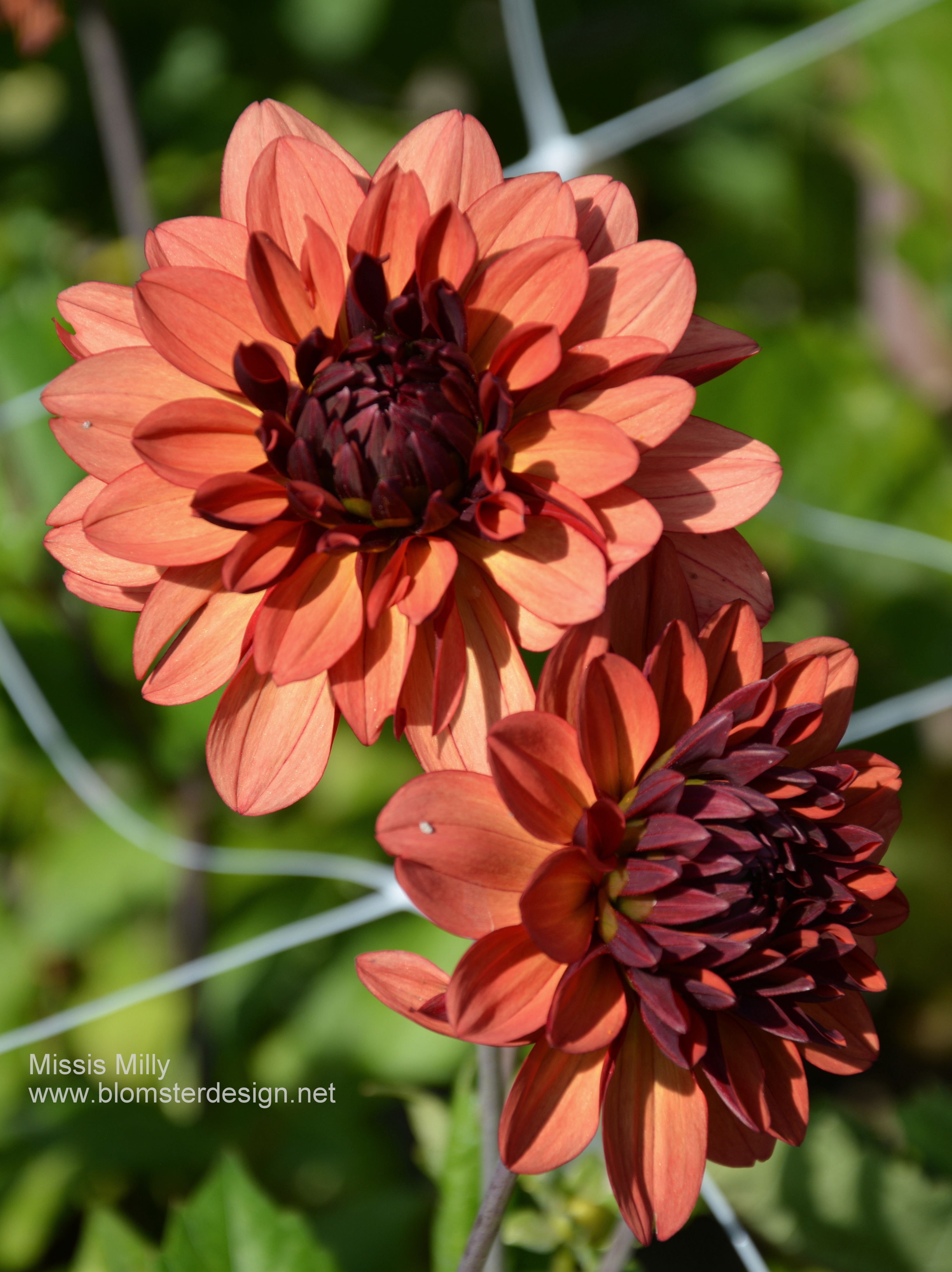 Dahlia Missis Miley - 2