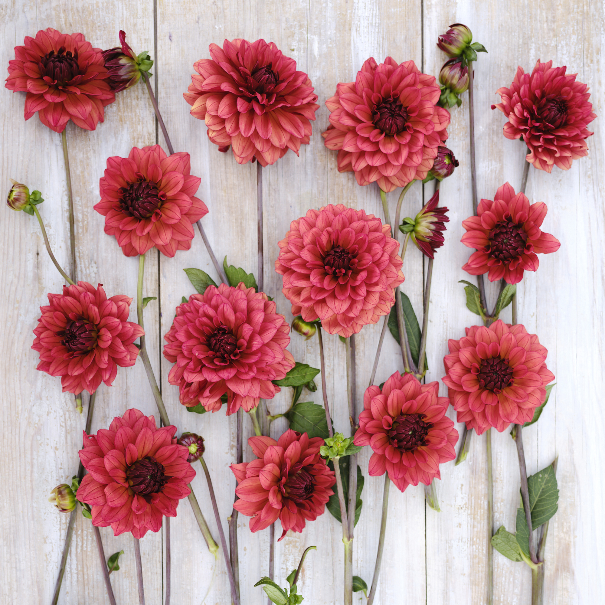 Dahlia Missis Miley - 4
