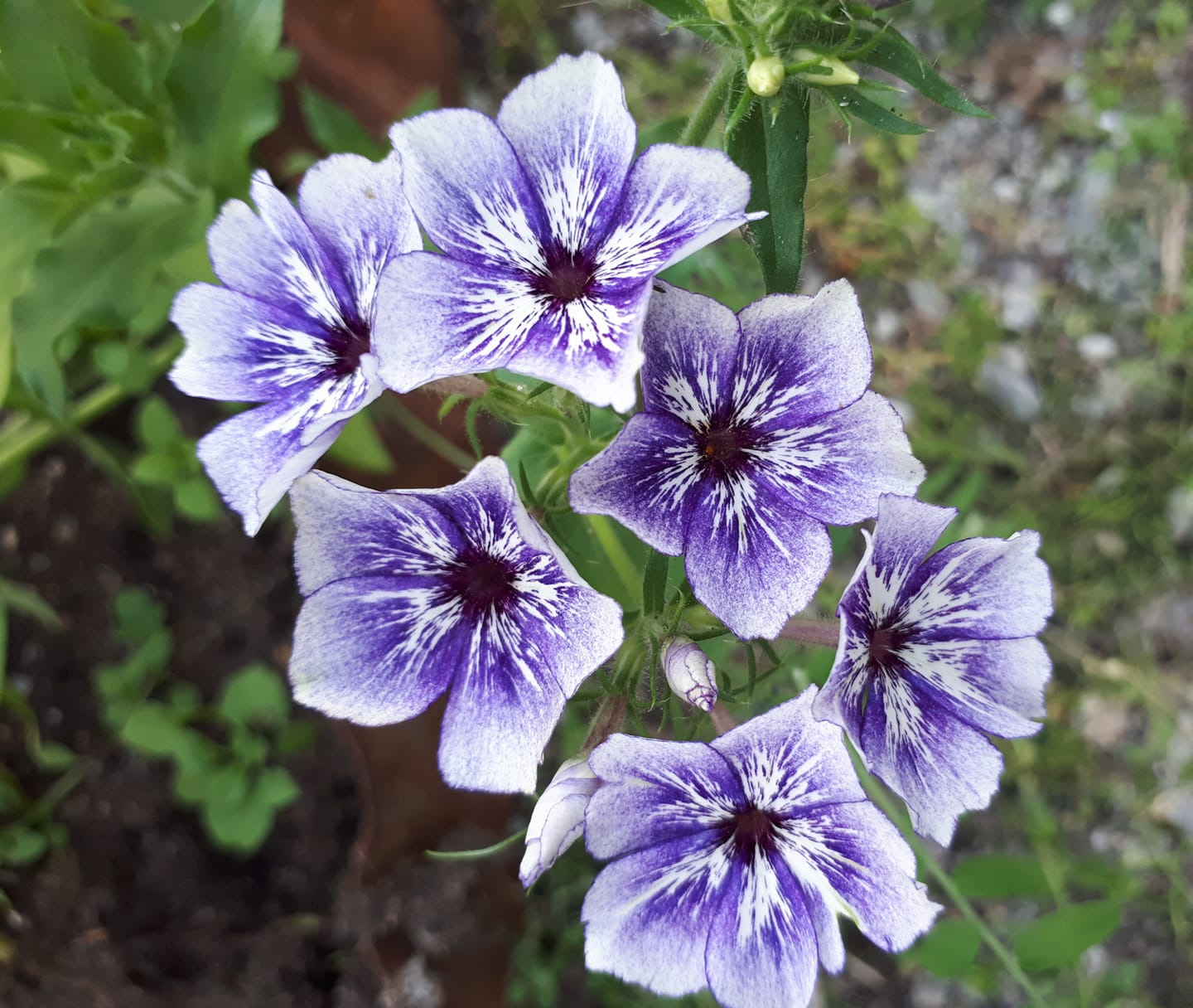 Phlox Drummondii Sugar Stars 200  frön - 4