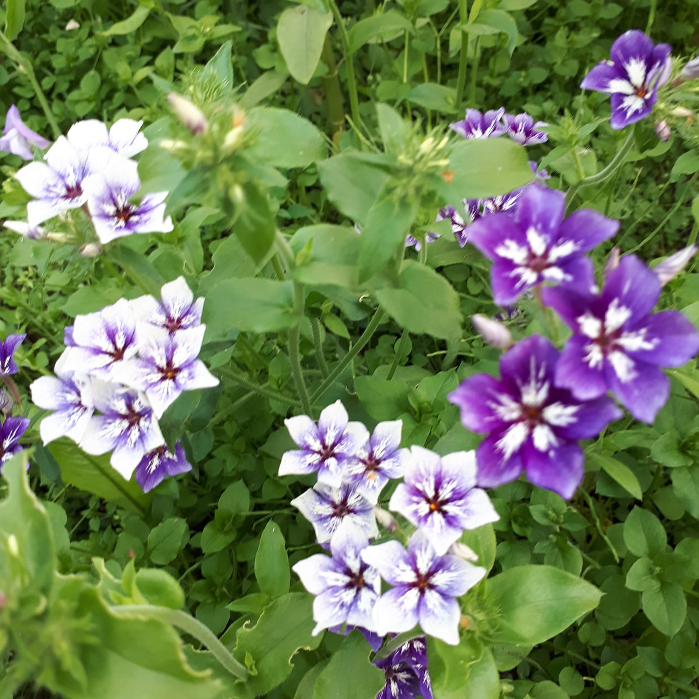 Phlox Drummondii Sugar Stars 200  frön - 3