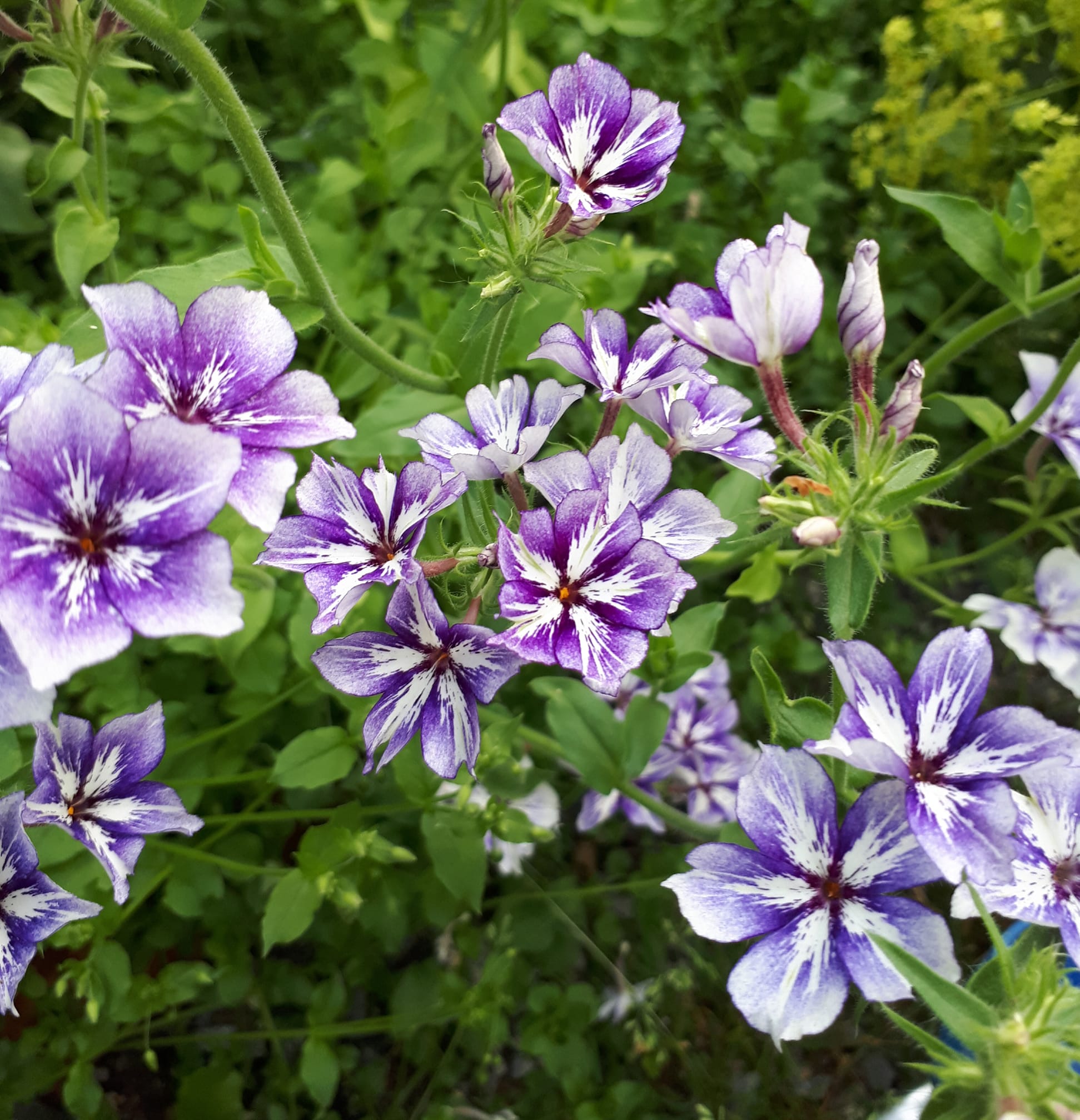 Phlox Drummondii Sugar Stars 200  frön - 2