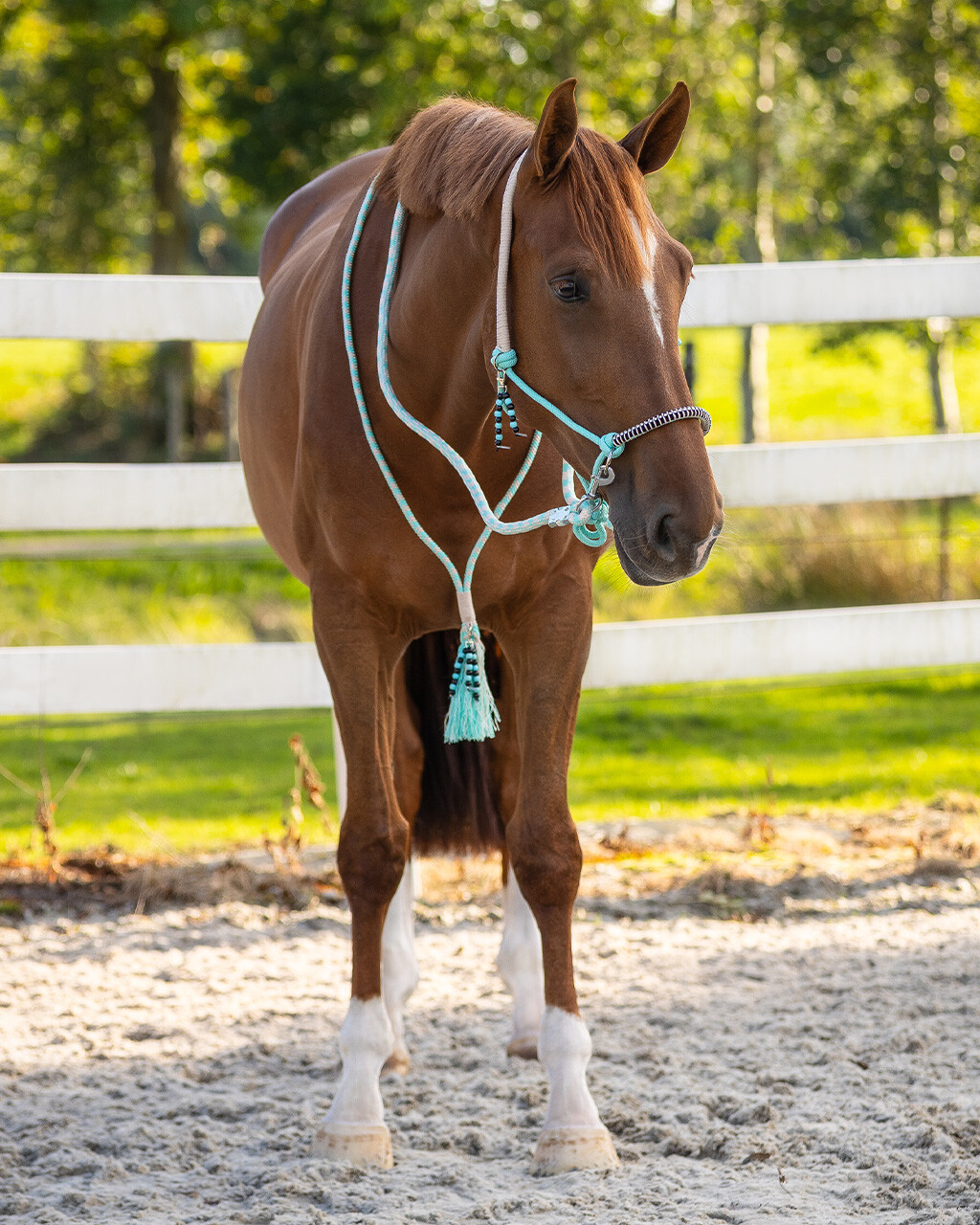 Rope halter combi Liberty QHP, aqua - 11