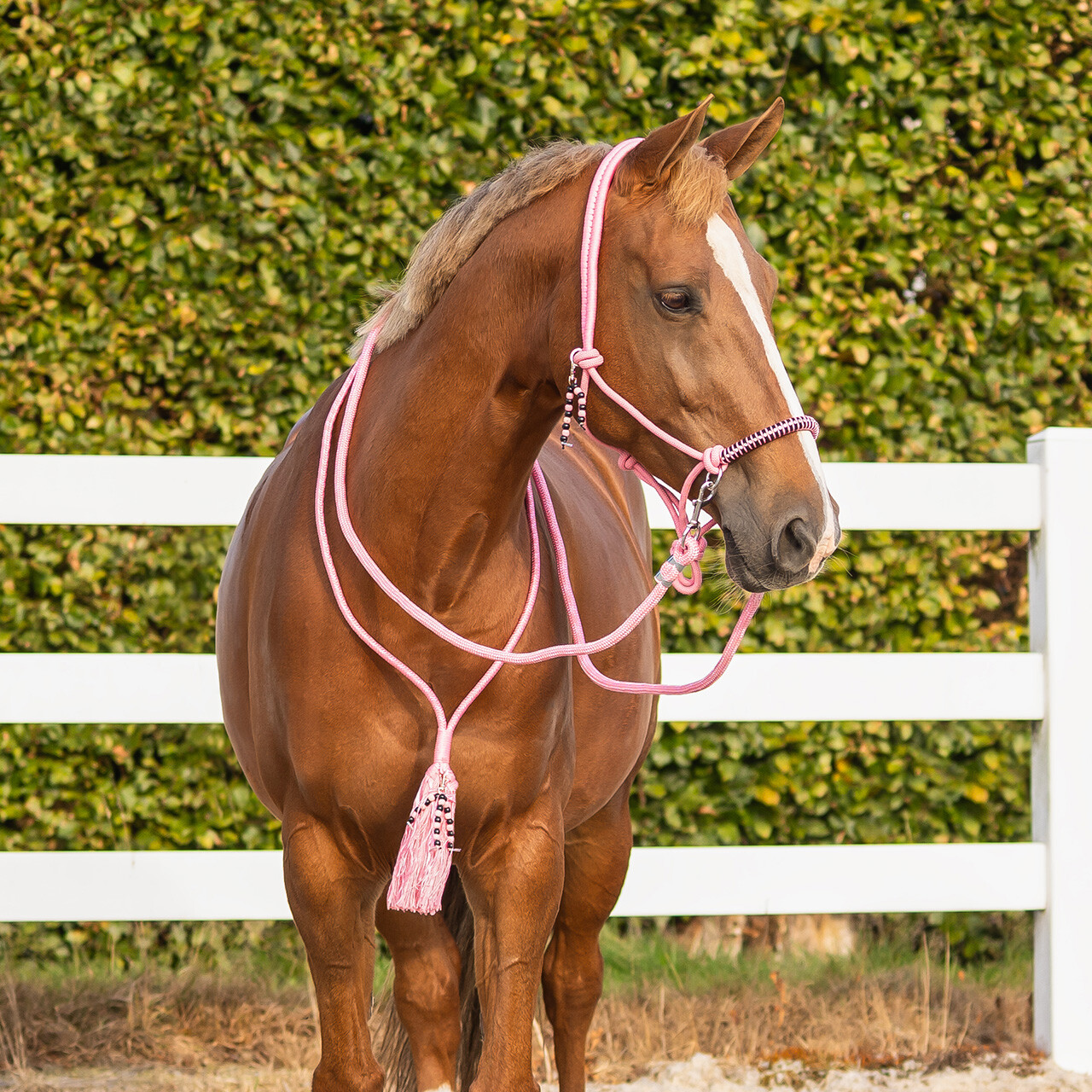 Rope halter combi Liberty QHP, light pink - 15
