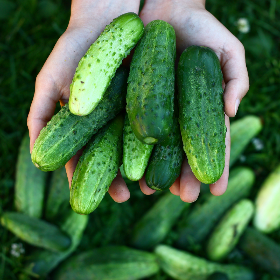 Gurka - Wisconsin SMR 58 - Kultursort