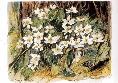 Blommor, vykort, retro - Flera att välja på - 4