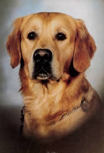 Hund, vykort, retro - flera hundraser - 9
