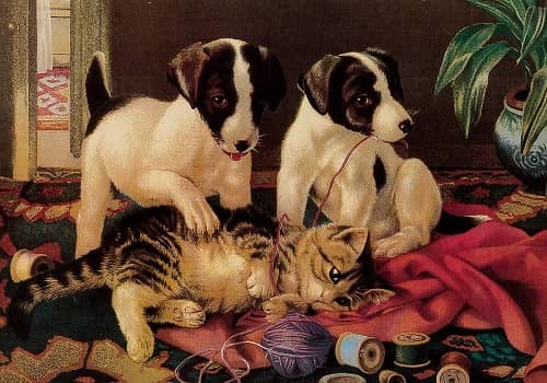 Hund, vykort, retro - flera hundraser - 7