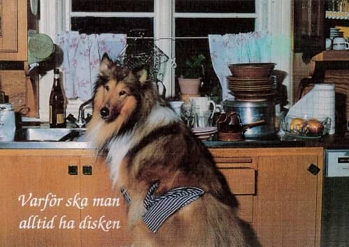 Hund, vykort, retro - flera hundraser - 4