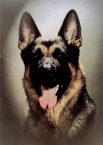 Hund, vykort, retro - flera hundraser - 3