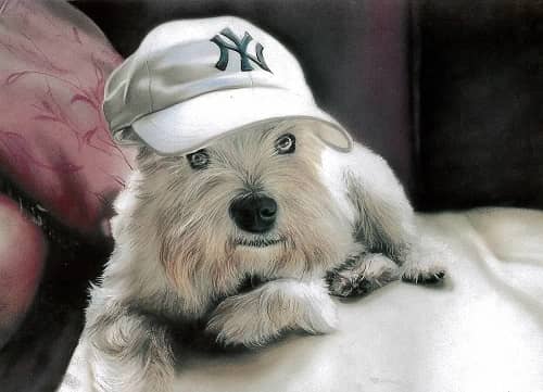 Hund, vykort, retro - flera hundraser - 5